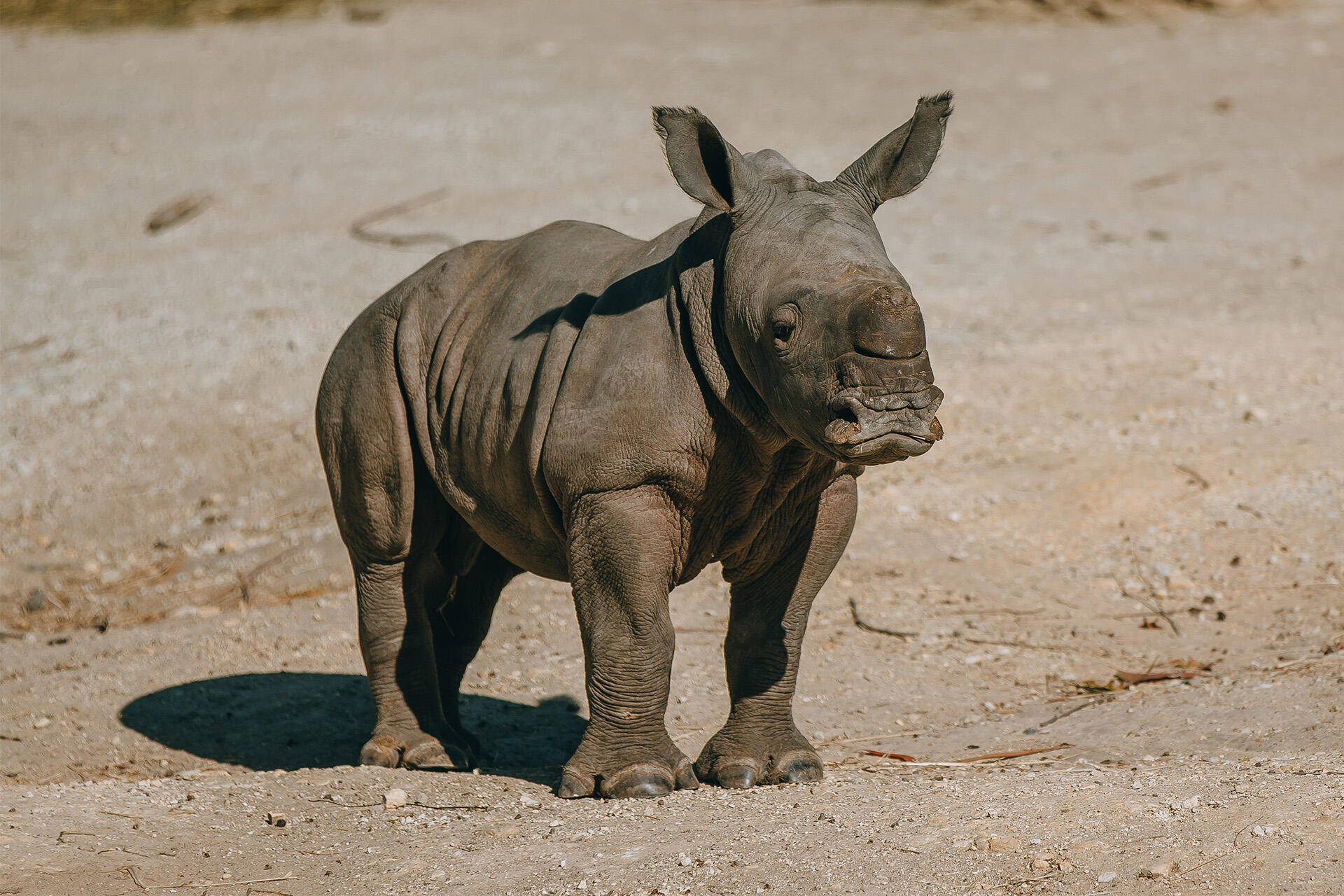 https://cdn.aucklandunlimited.com/zoo/assets/media/az-rhino-calf-1st-day-out-090125-08.jpg