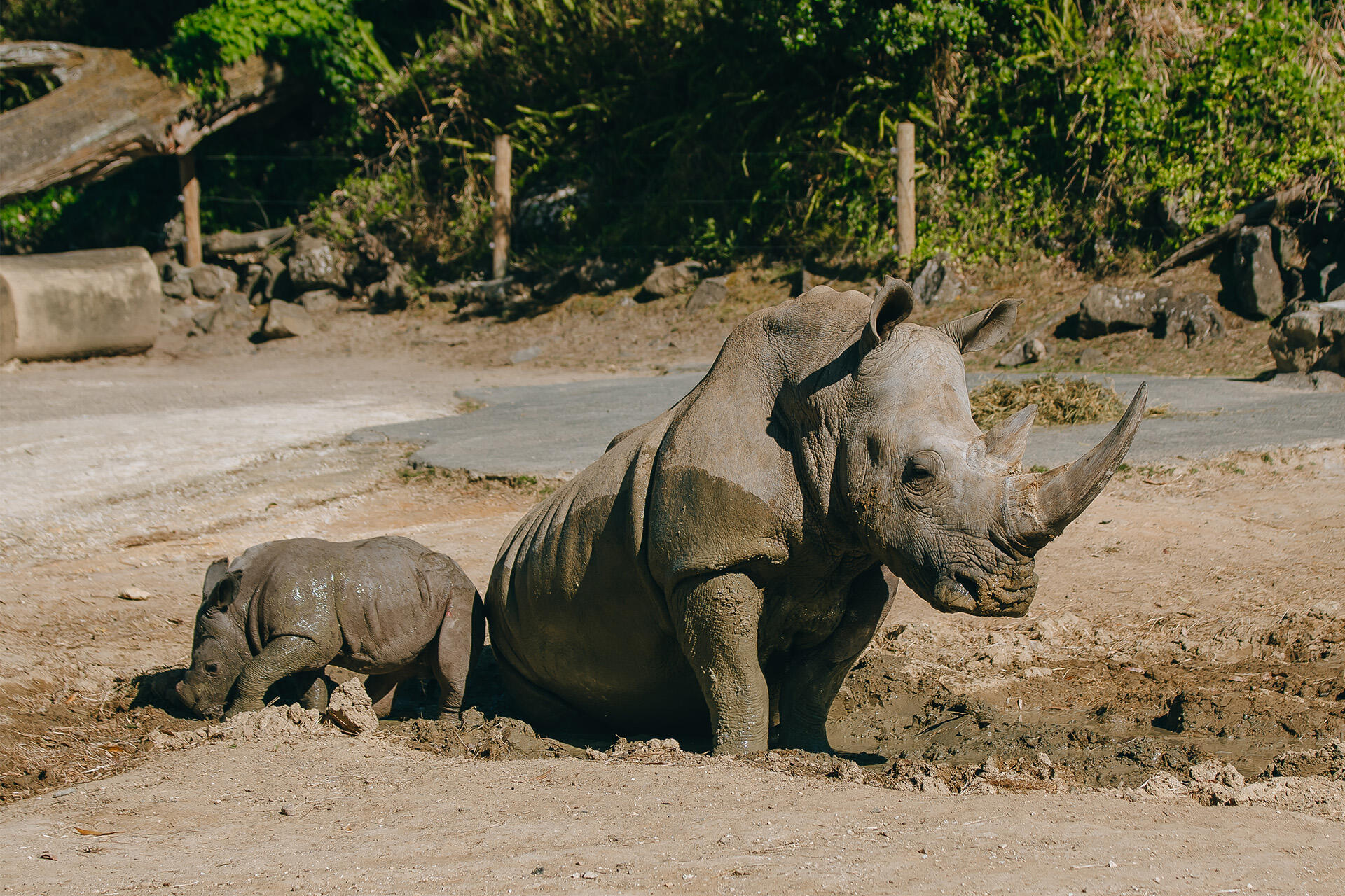 https://cdn.aucklandunlimited.com/zoo/assets/media/az-rhino-calf-1st-day-out-090125-10.jpg