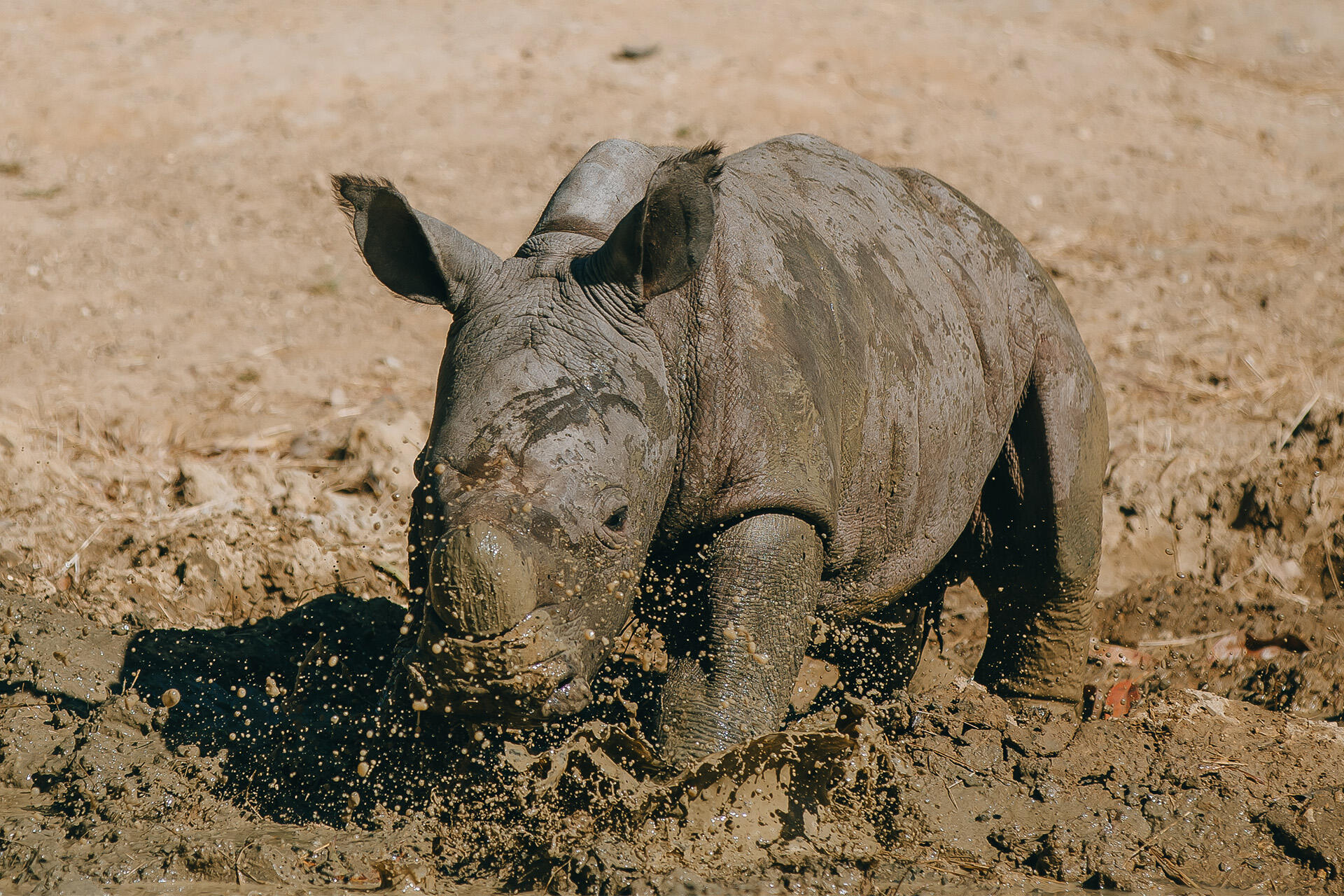 https://cdn.aucklandunlimited.com/zoo/assets/media/az-rhino-calf-1st-day-out-090125-12.jpg