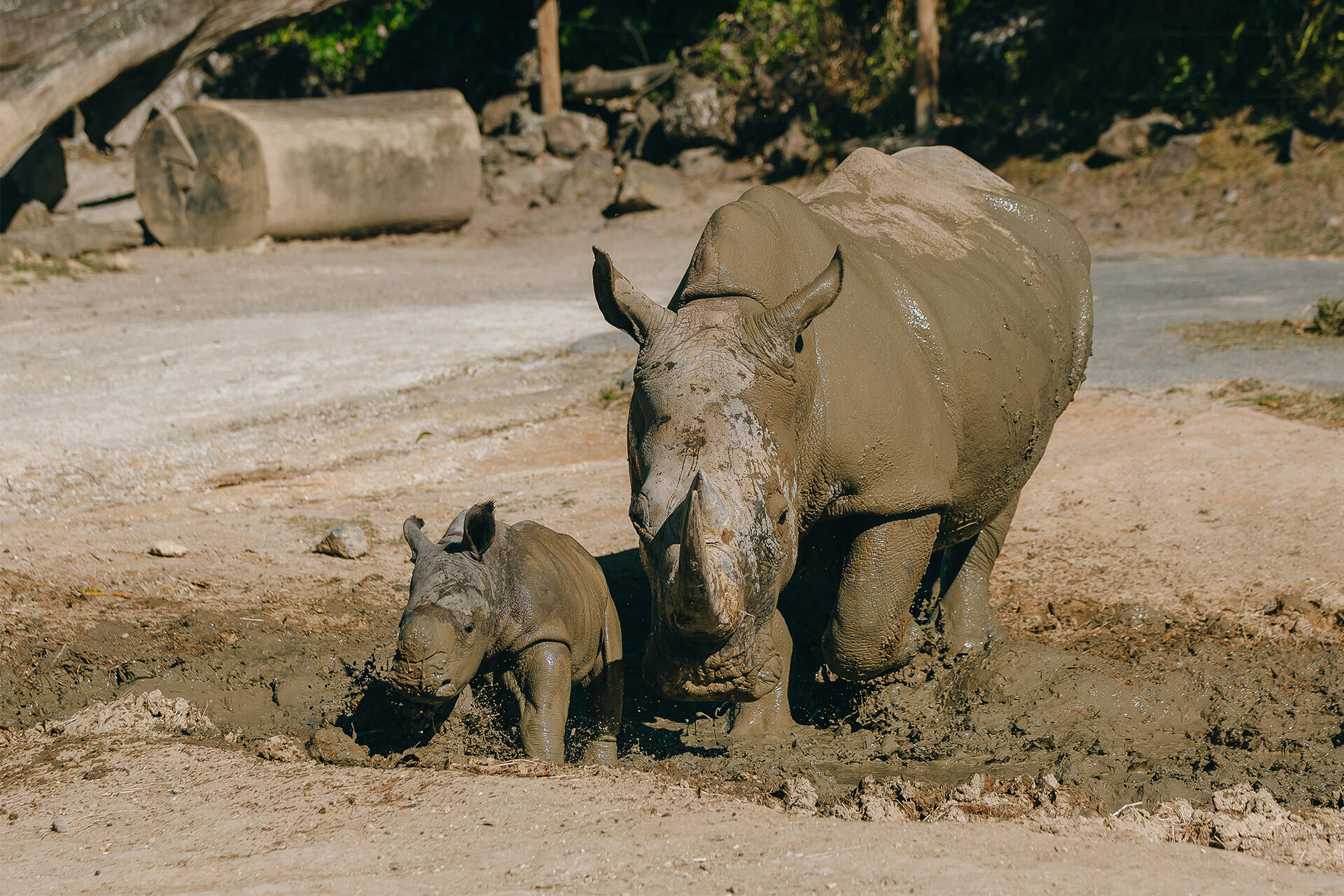 https://cdn.aucklandunlimited.com/zoo/assets/media/az-rhino-calf-1st-day-out-090125-20.jpg