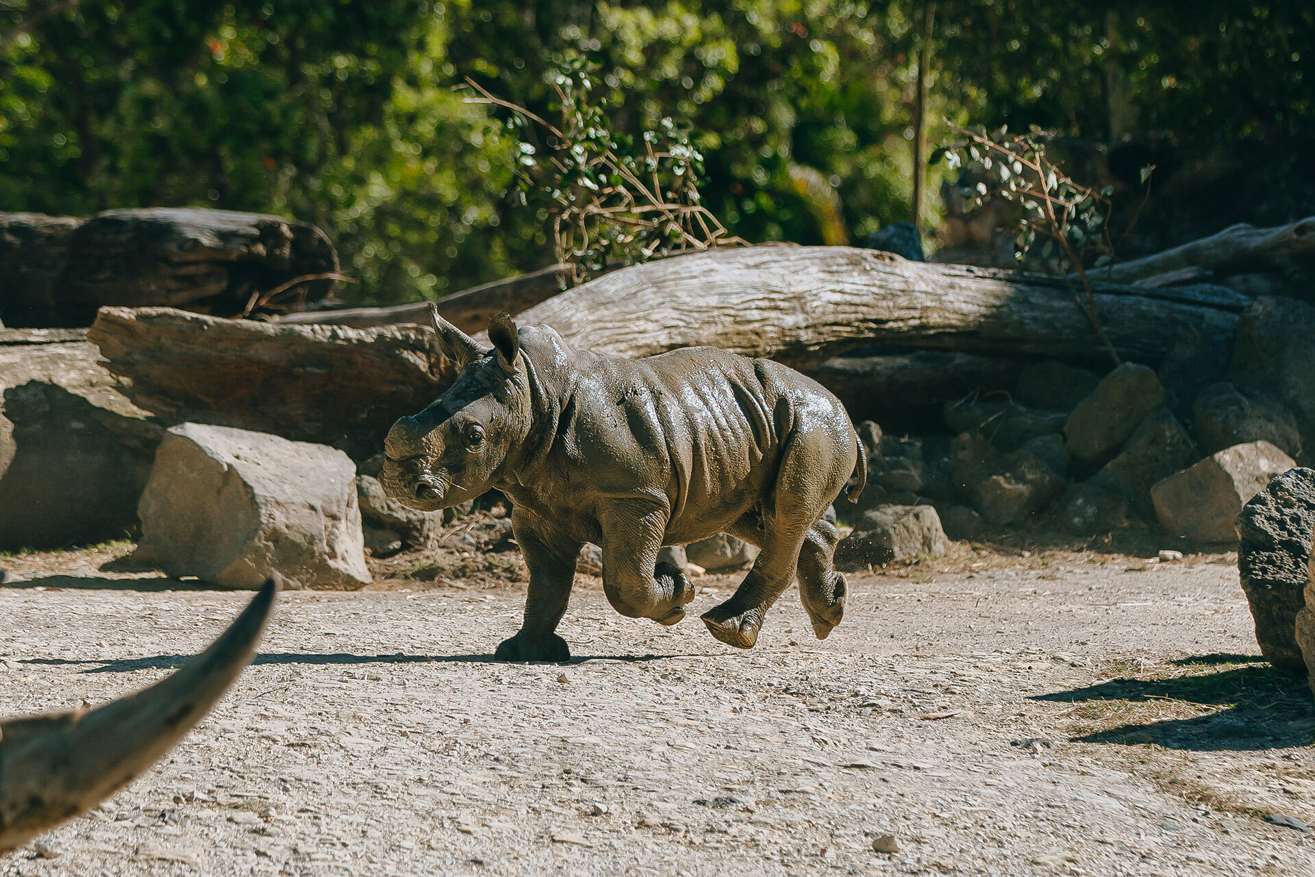 https://cdn.aucklandunlimited.com/zoo/assets/media/az-rhino-calf-1st-day-out-090125-23.jpg