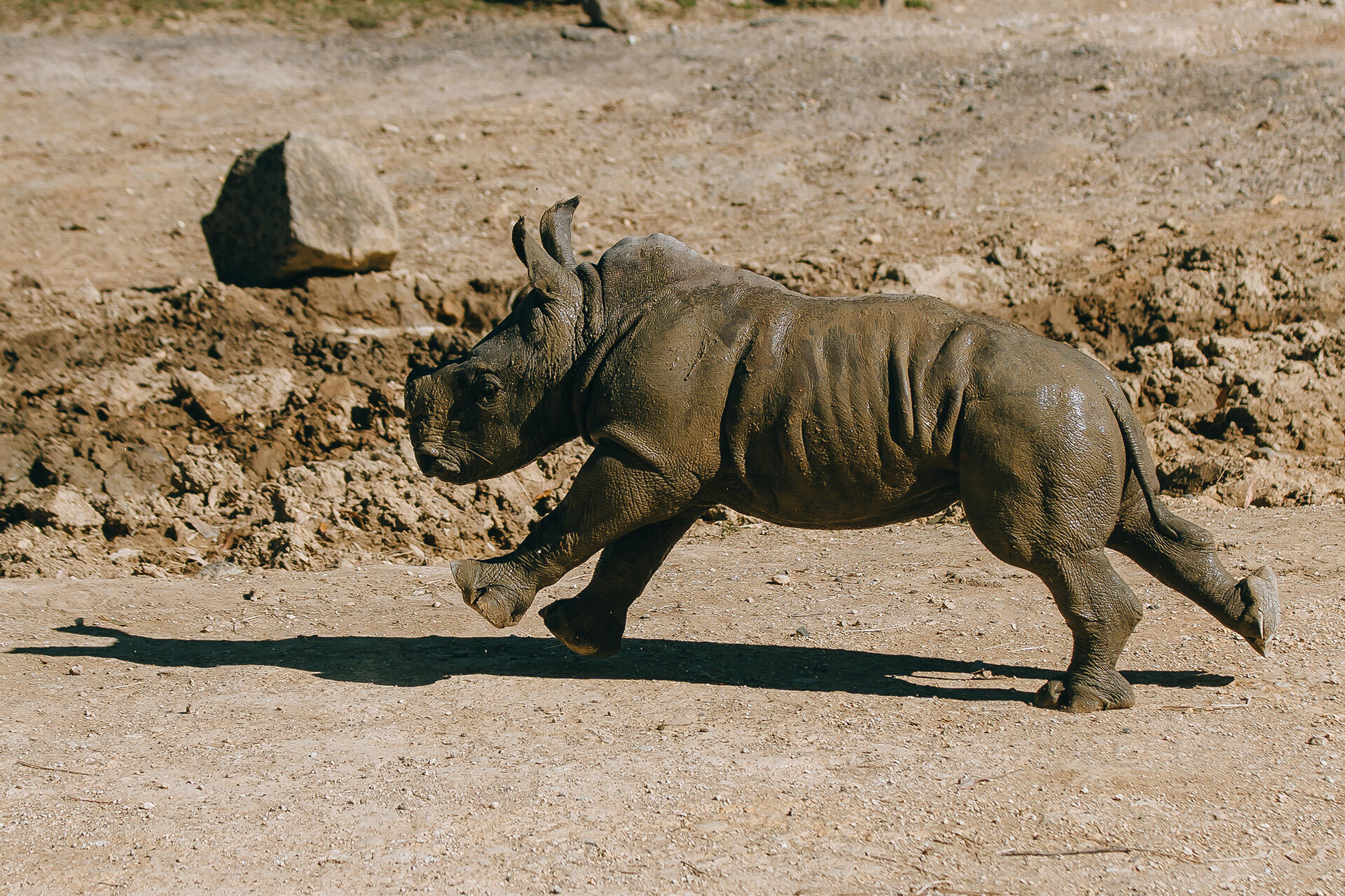 https://cdn.aucklandunlimited.com/zoo/assets/media/az-rhino-calf-1st-day-out-090125-24.jpg