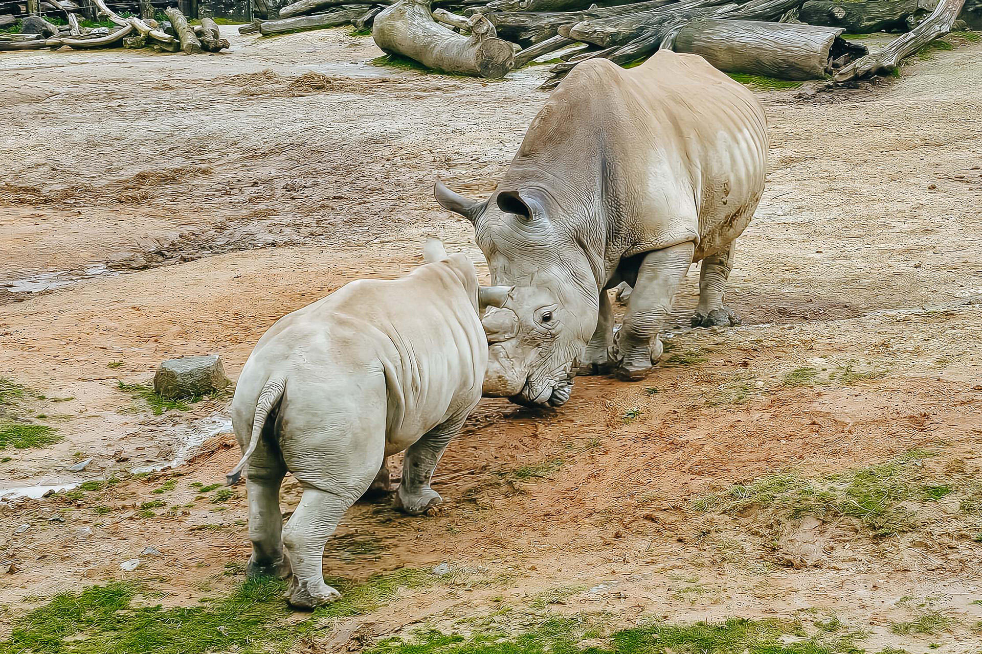 https://cdn.aucklandunlimited.com/zoo/assets/media/az-rhinos-zuka-zambezi-240925-01.jpg