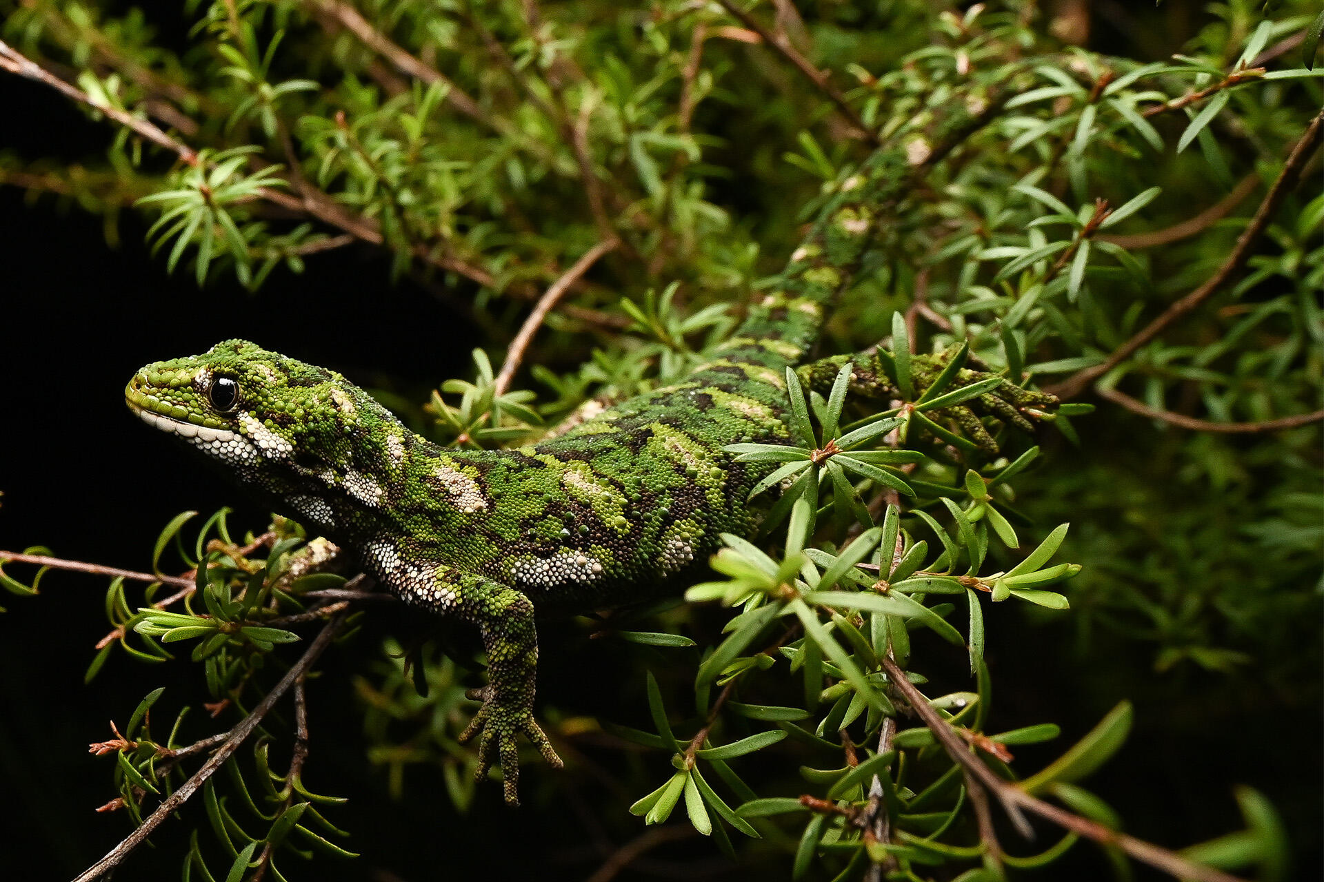 https://cdn.aucklandunlimited.com/zoo/assets/media/az-rough-gecko-dave-laux-aa1d.jpg