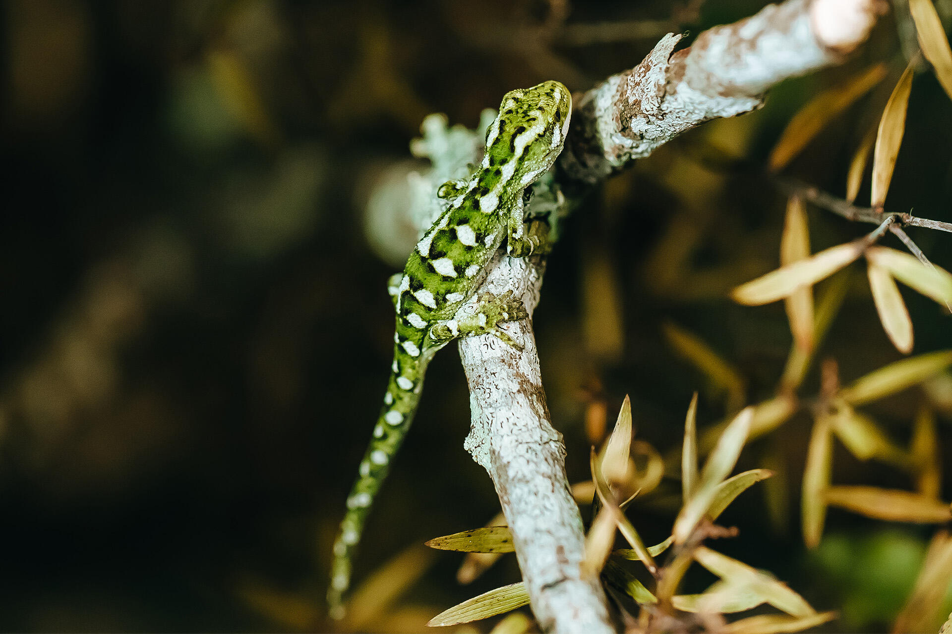 https://cdn.aucklandunlimited.com/zoo/assets/media/az-rough-gecko-hatchling-160523-01.jpg