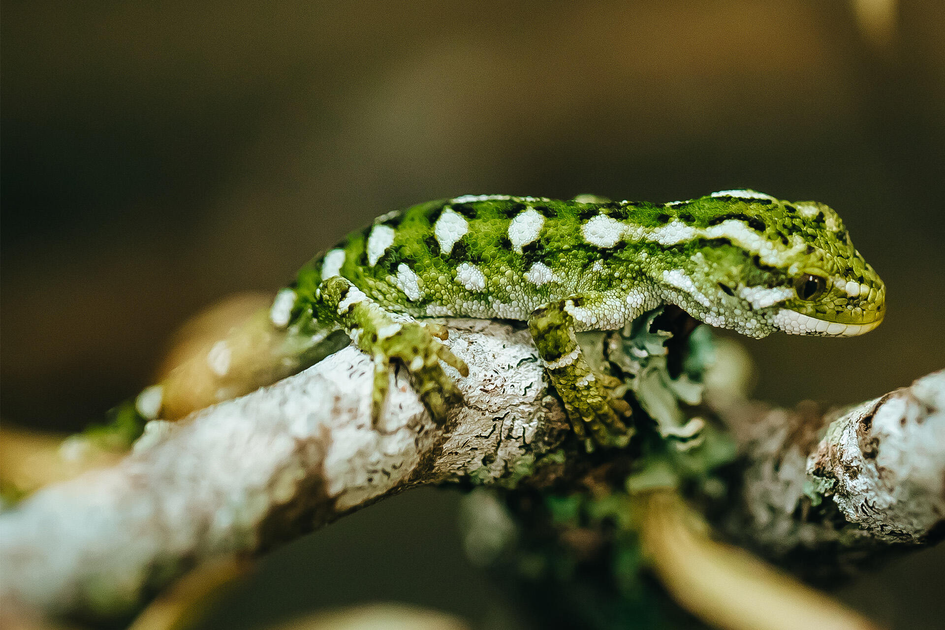 https://cdn.aucklandunlimited.com/zoo/assets/media/az-rough-gecko-hatchling-160523-03.jpg