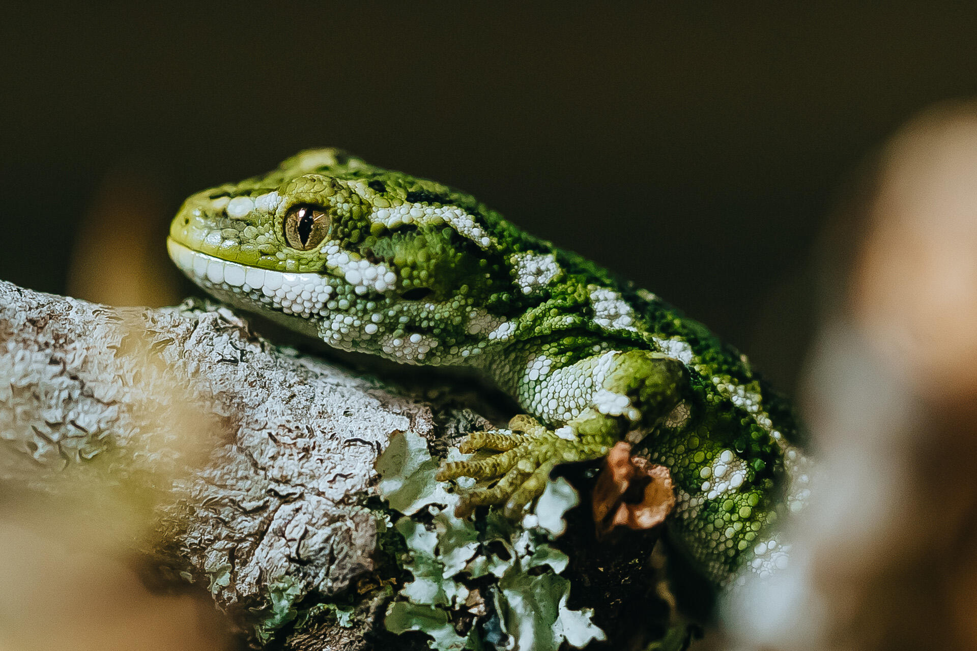 https://cdn.aucklandunlimited.com/zoo/assets/media/az-rough-gecko-hatchling-160523-10.jpg