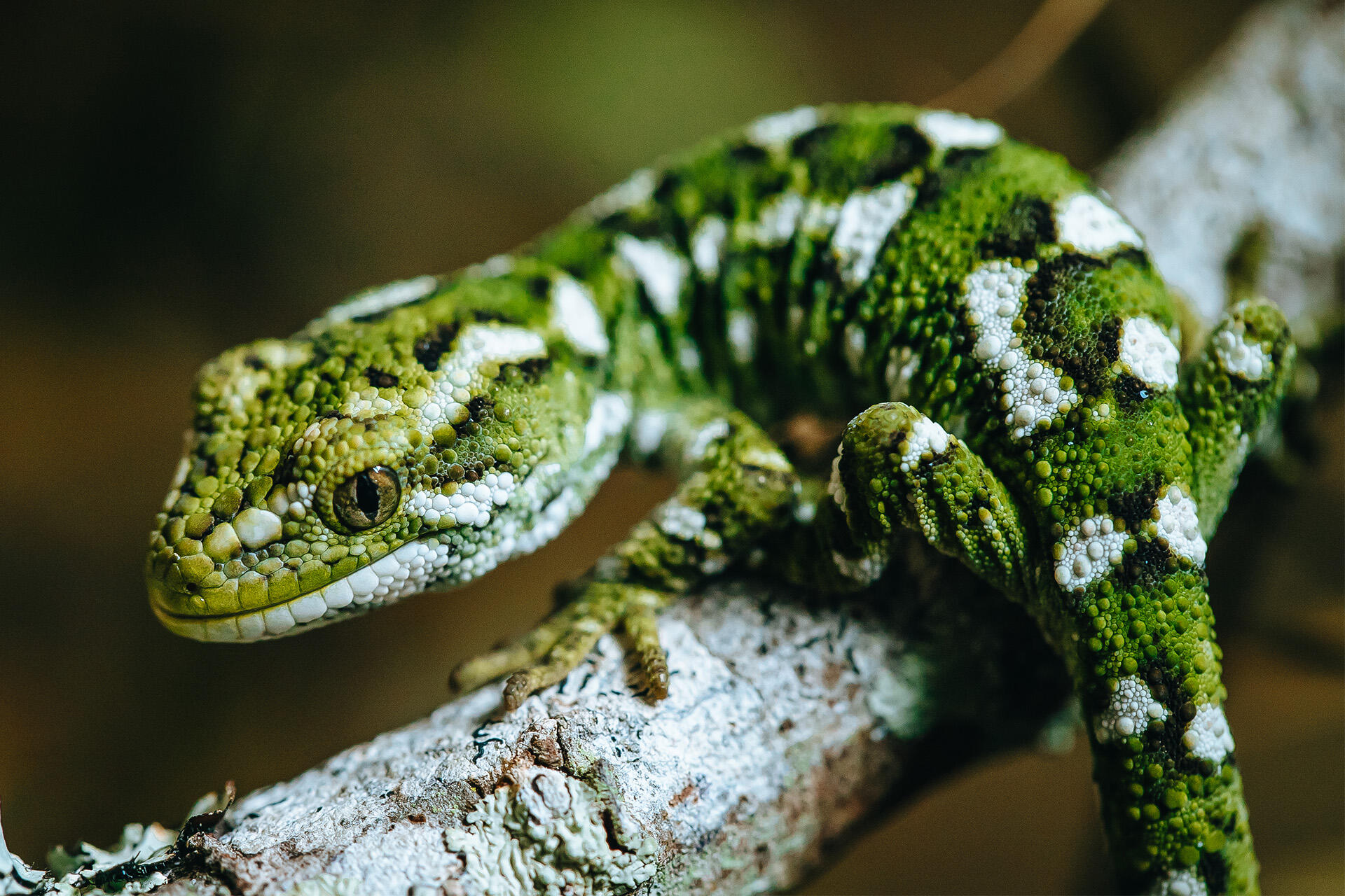 https://cdn.aucklandunlimited.com/zoo/assets/media/az-rough-gecko-hatchling-160523-19.jpg
