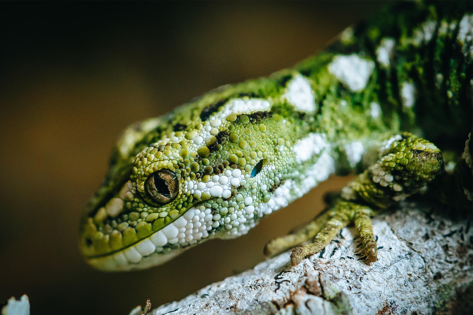 https://cdn.aucklandunlimited.com/zoo/assets/media/az-rough-gecko-hatchling-160523-21.jpg