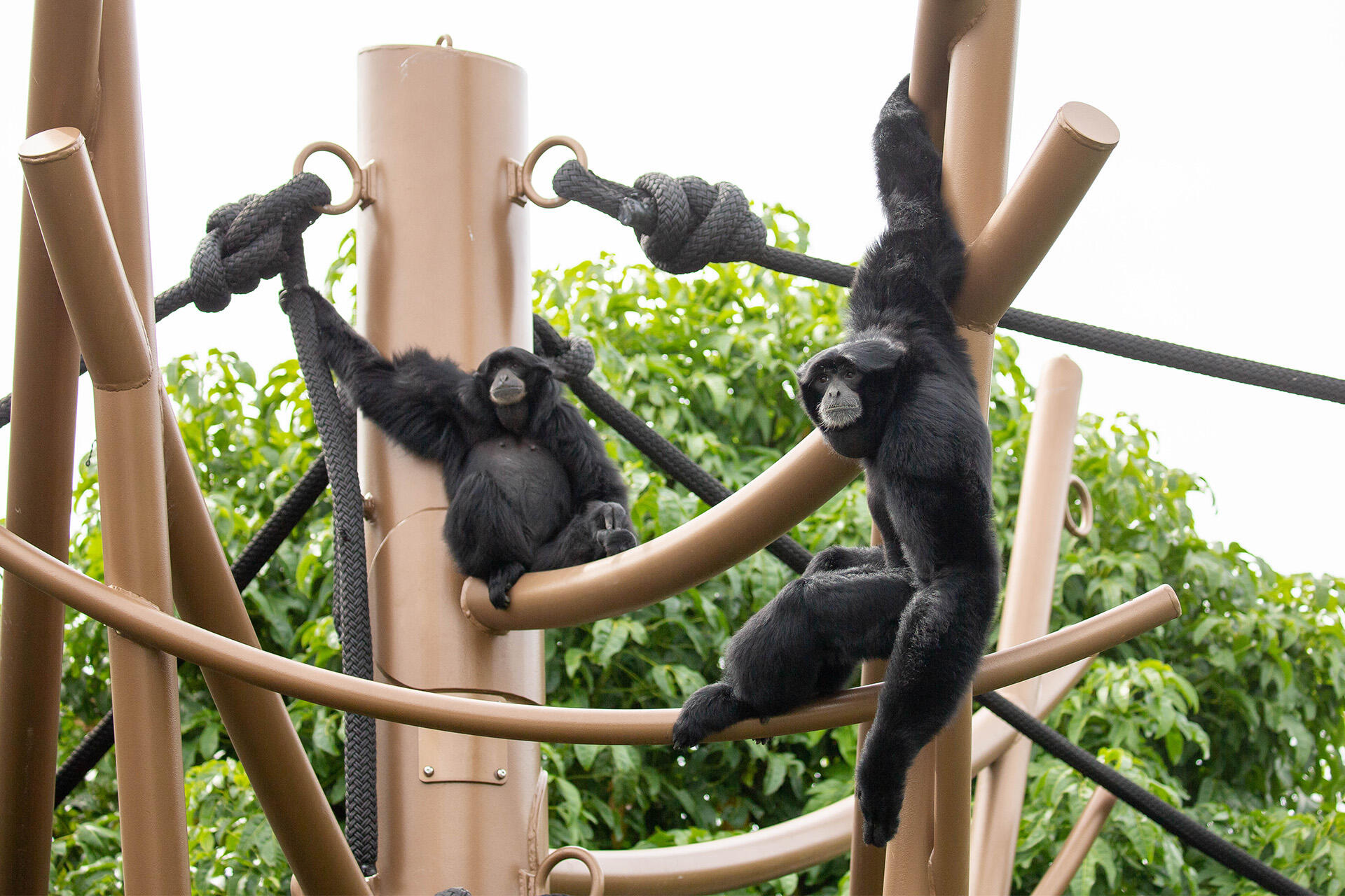 https://cdn.aucklandunlimited.com/zoo/assets/media/az-siamang-south-east-asia-opening-20a4946.jpg