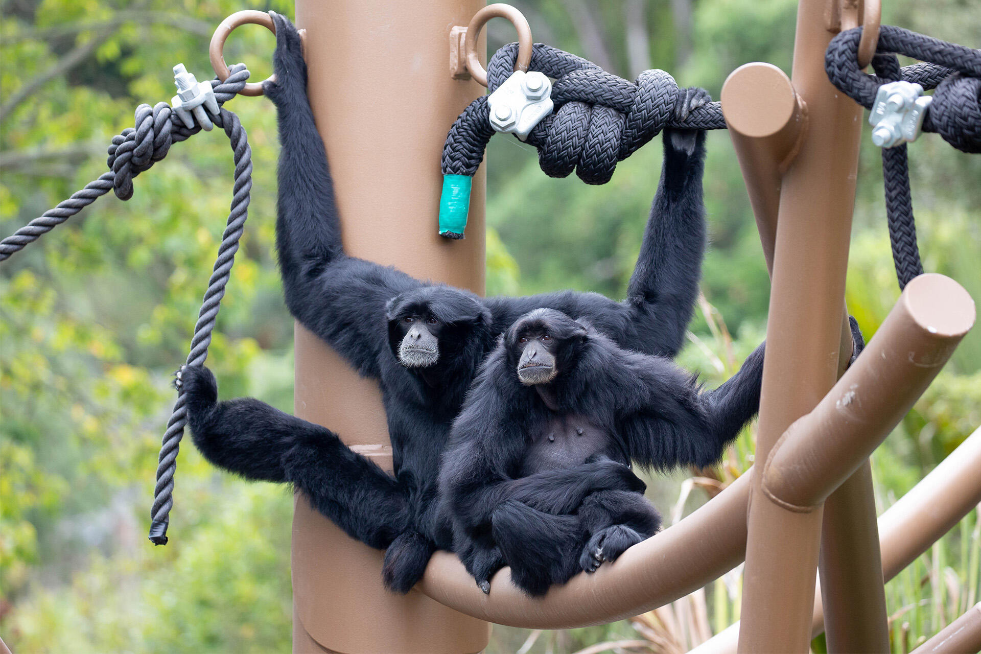 https://cdn.aucklandunlimited.com/zoo/assets/media/az-siamang-south-east-asia-opening-20a5220.jpg