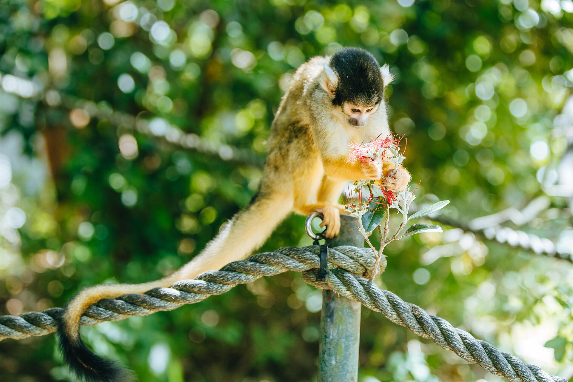 https://cdn.aucklandunlimited.com/zoo/assets/media/az-squirrel-monkeys-flowers-211223-08.jpg