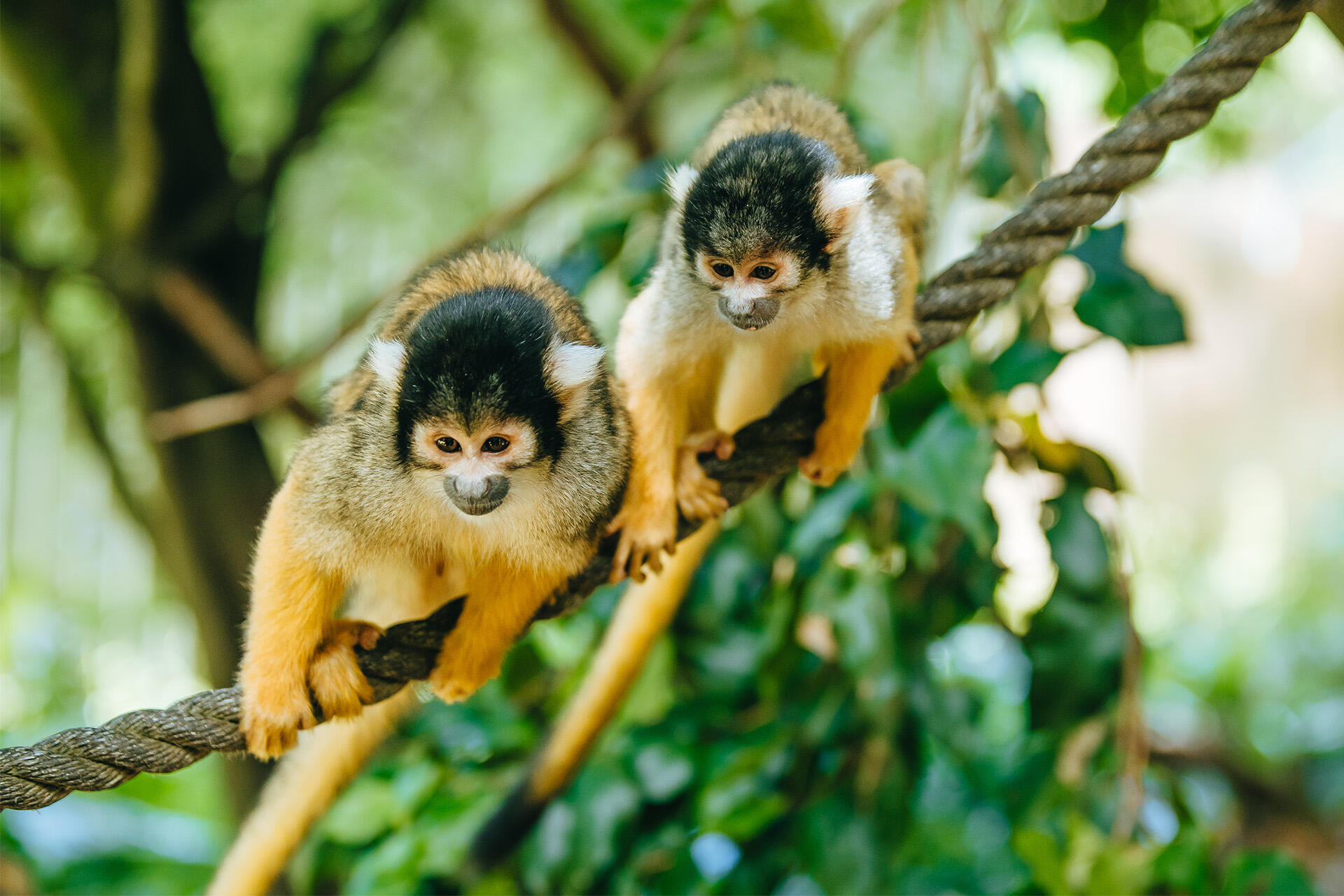 https://cdn.aucklandunlimited.com/zoo/assets/media/az-squirrel-monkeys-flowers-211223-14.jpg