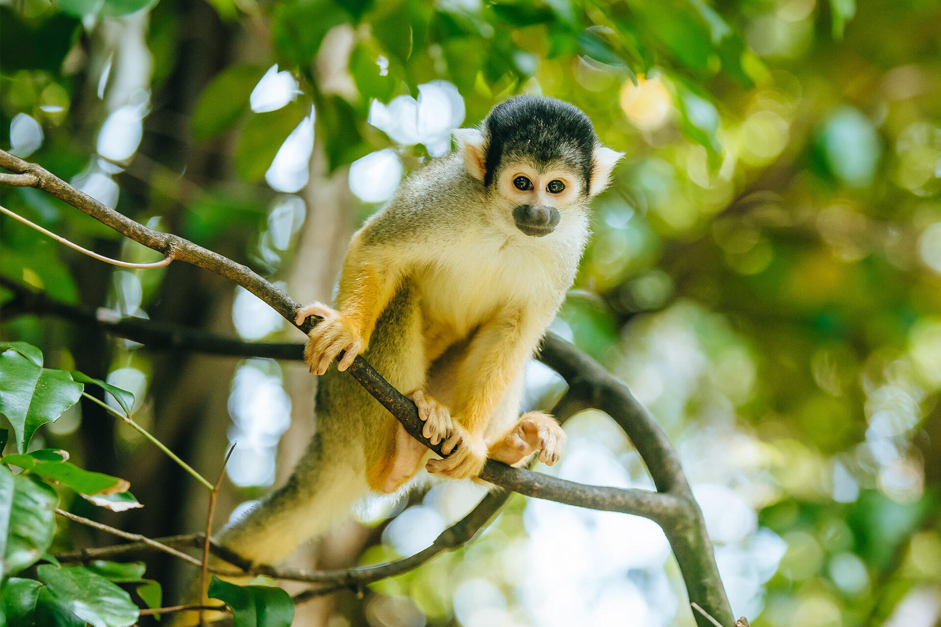 https://cdn.aucklandunlimited.com/zoo/assets/media/az-squirrel-monkeys-flowers-211223-15.jpg