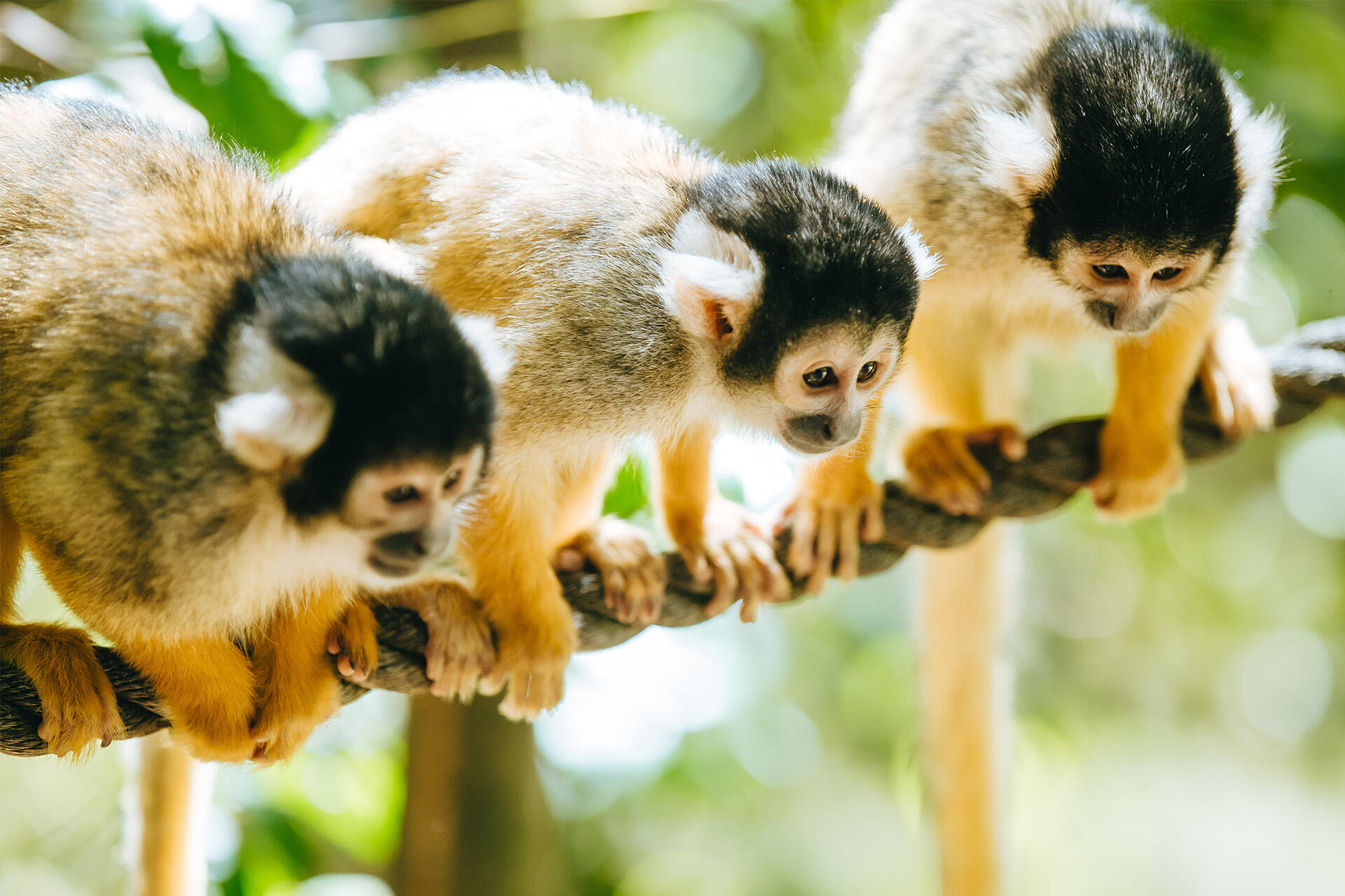 https://cdn.aucklandunlimited.com/zoo/assets/media/az-squirrel-monkeys-flowers-211223-17.jpg