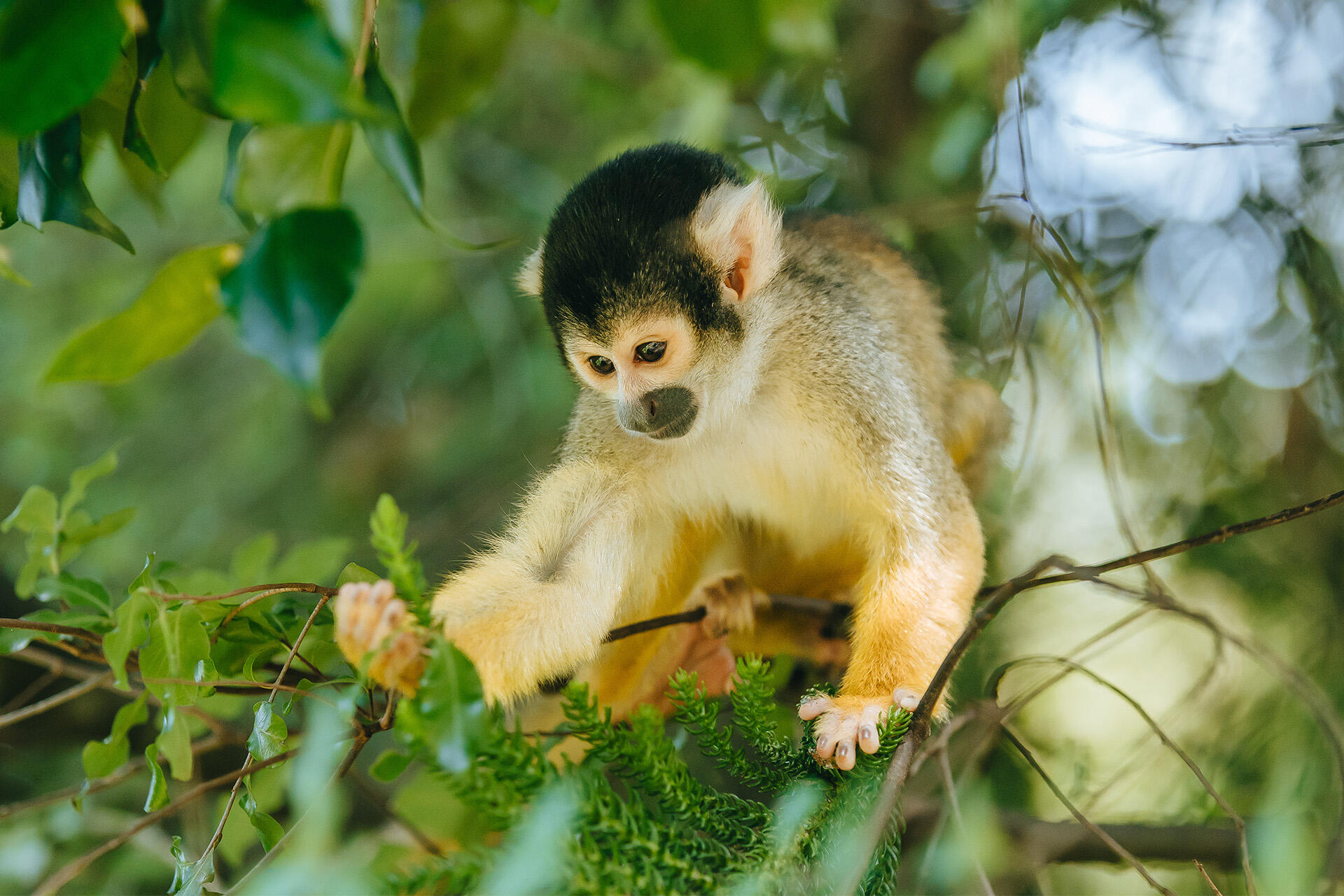 https://cdn.aucklandunlimited.com/zoo/assets/media/az-squirrel-monkeys-flowers-211223-22.jpg