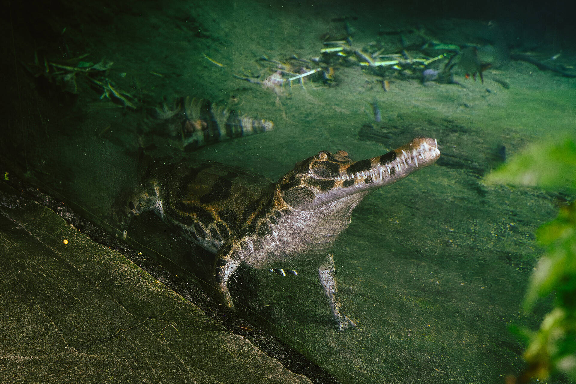 https://cdn.aucklandunlimited.com/zoo/assets/media/az-sunda-gharial-march-030723-07.jpg