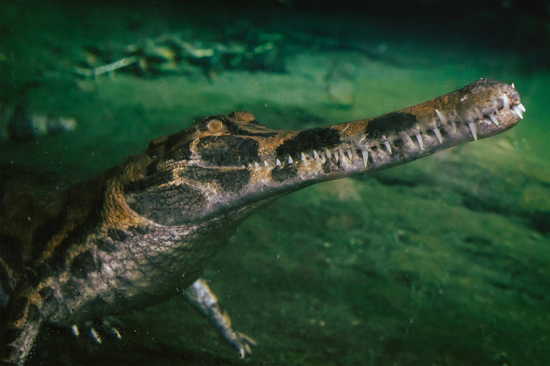 https://cdn.aucklandunlimited.com/zoo/assets/media/az-sunda-gharial-march-030723-08.jpg