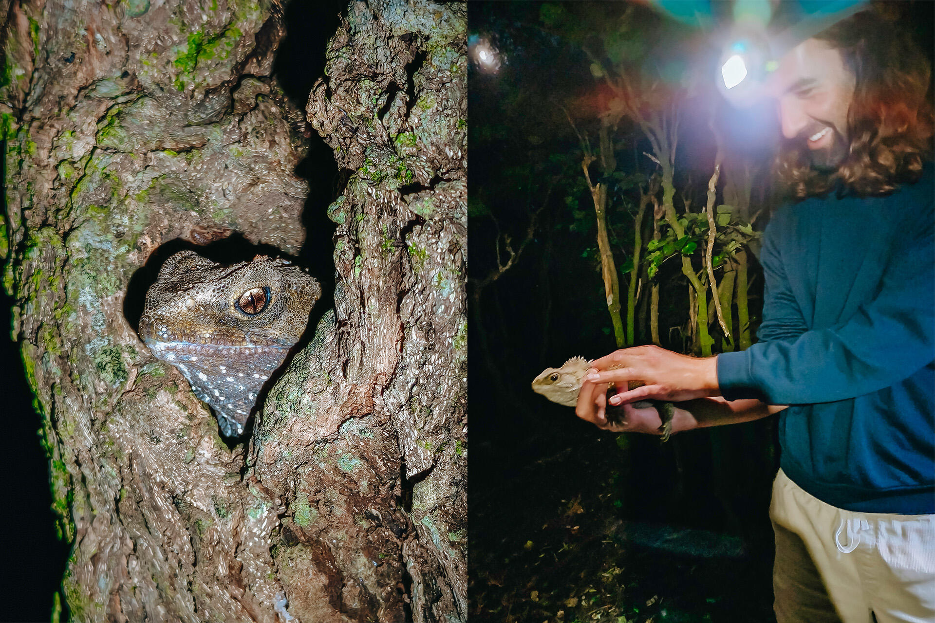 https://cdn.aucklandunlimited.com/zoo/assets/media/az-takapourewa-island-fieldwork-fencing-april-2025-02-07-tuatara.jpg