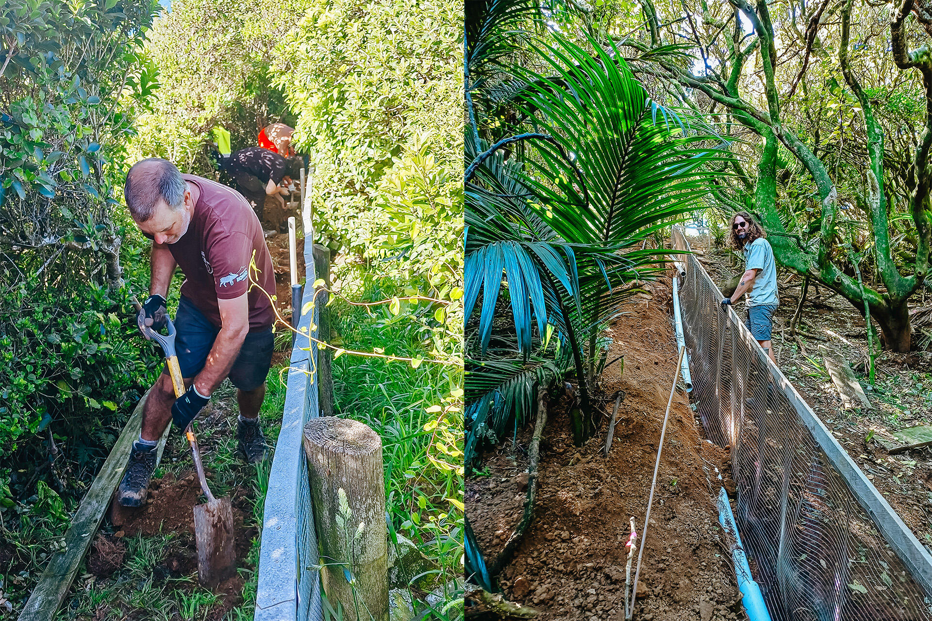 https://cdn.aucklandunlimited.com/zoo/assets/media/az-takapourewa-island-fieldwork-fencing-april-2025-10-06.jpg