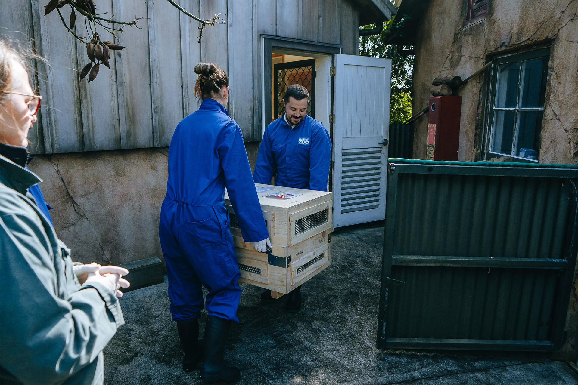 https://cdn.aucklandunlimited.com/zoo/assets/media/az-tasmanian-devils-arriving-050924-05.jpg