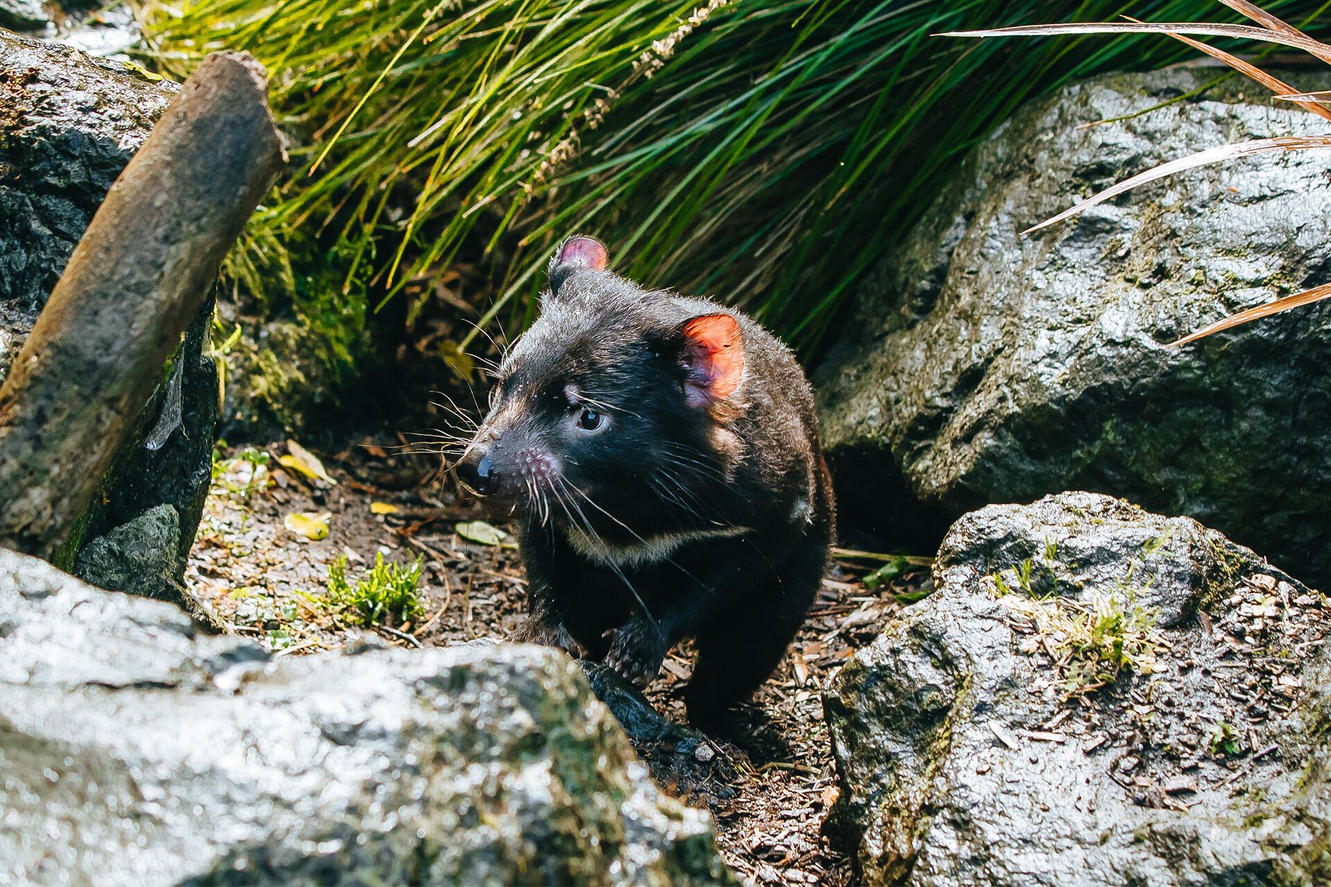 https://cdn.aucklandunlimited.com/zoo/assets/media/az-tasmanian-devils-habitat-170924-02.jpg