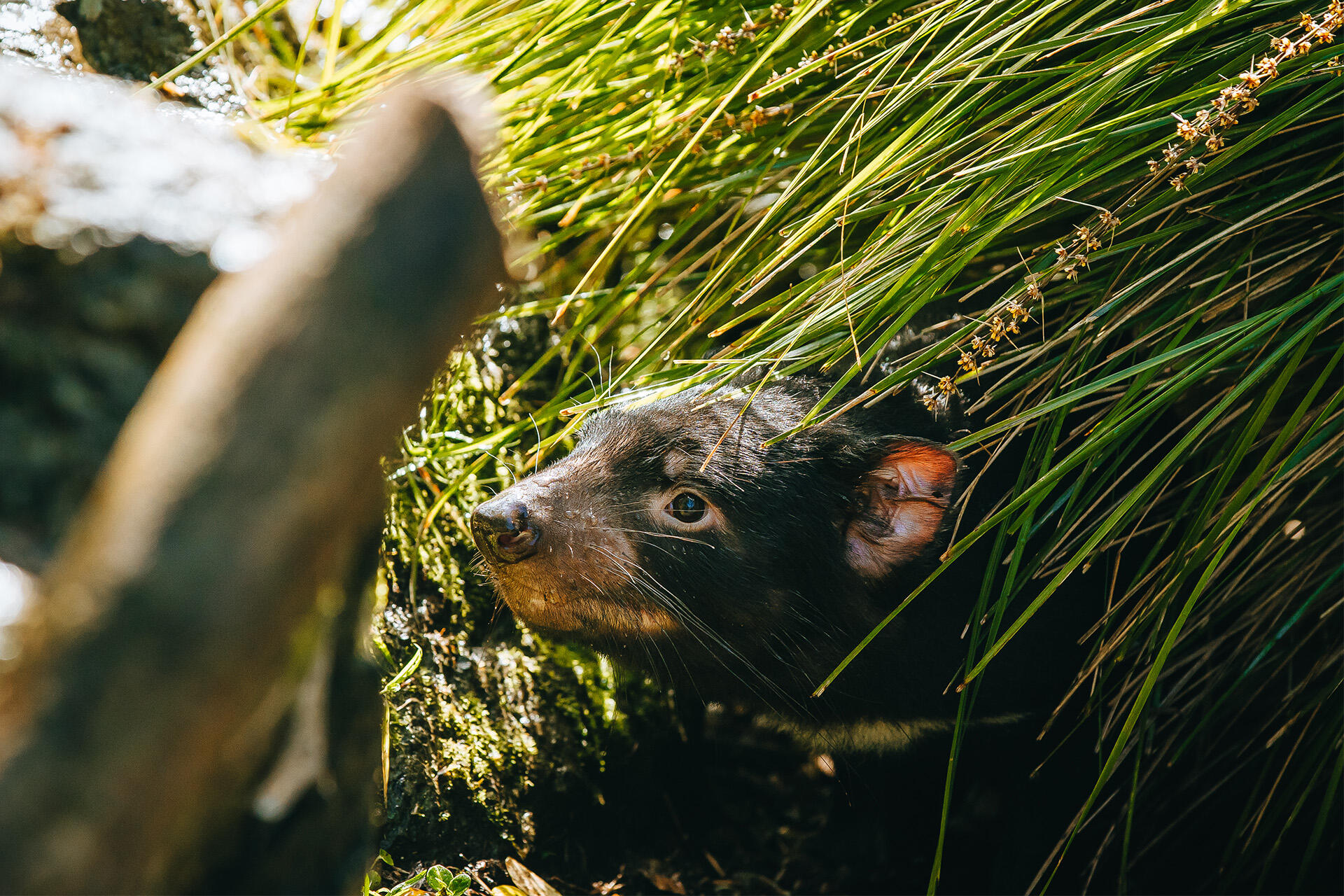 https://cdn.aucklandunlimited.com/zoo/assets/media/az-tasmanian-devils-habitat-170924-03.jpg