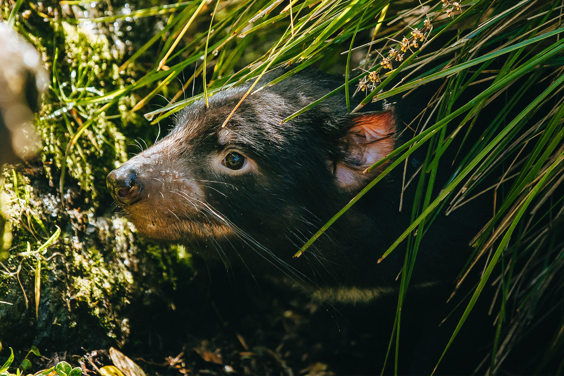 https://cdn.aucklandunlimited.com/zoo/assets/media/az-tasmanian-devils-habitat-170924-04.jpg