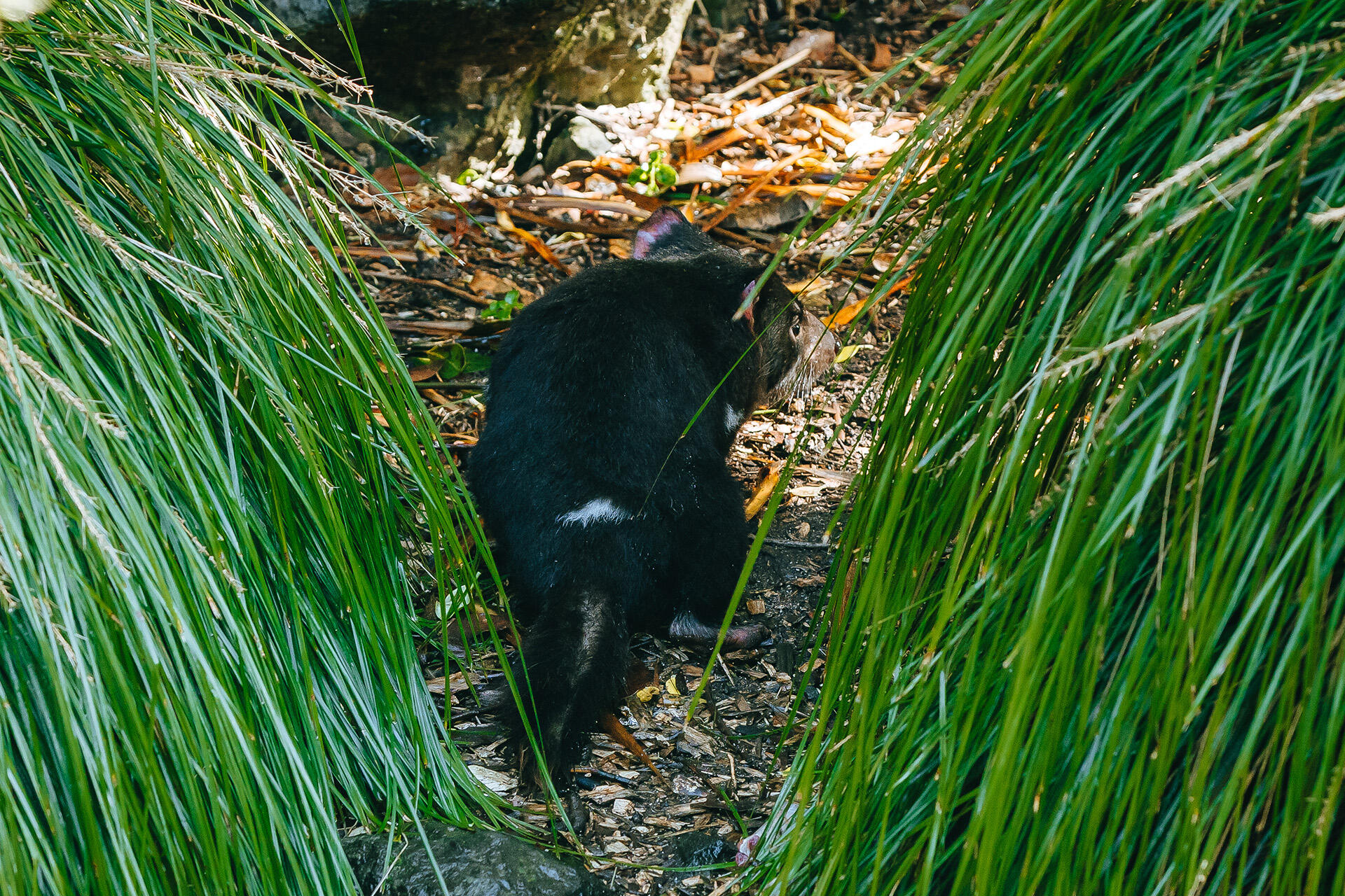 https://cdn.aucklandunlimited.com/zoo/assets/media/az-tasmanian-devils-habitat-170924-05.jpg