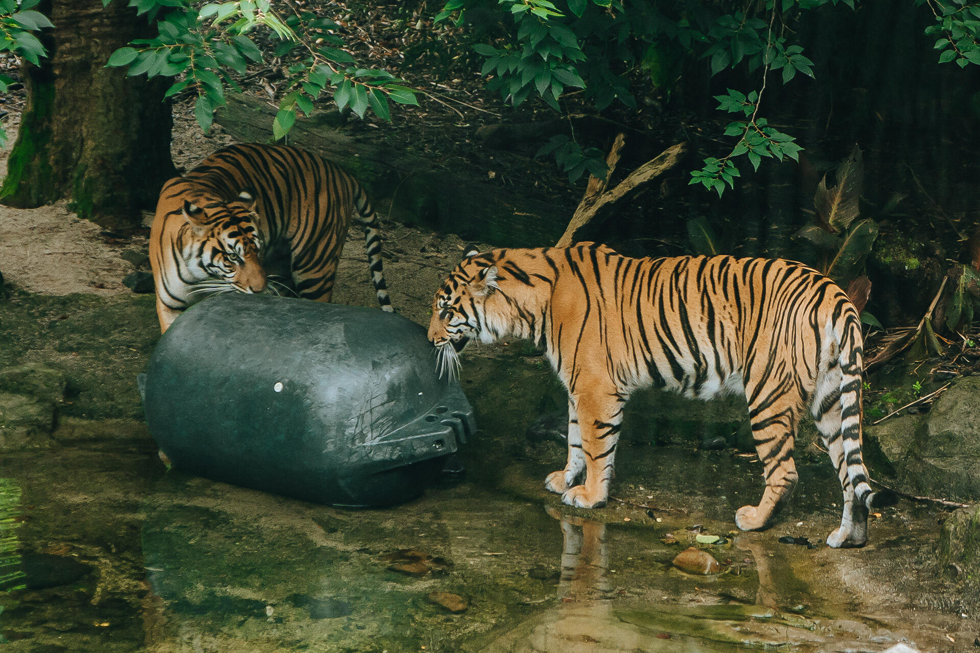 https://cdn.aucklandunlimited.com/zoo/assets/media/az-tigers-cahya-and-zayana-buoy-enrichment-020226-08.jpg
