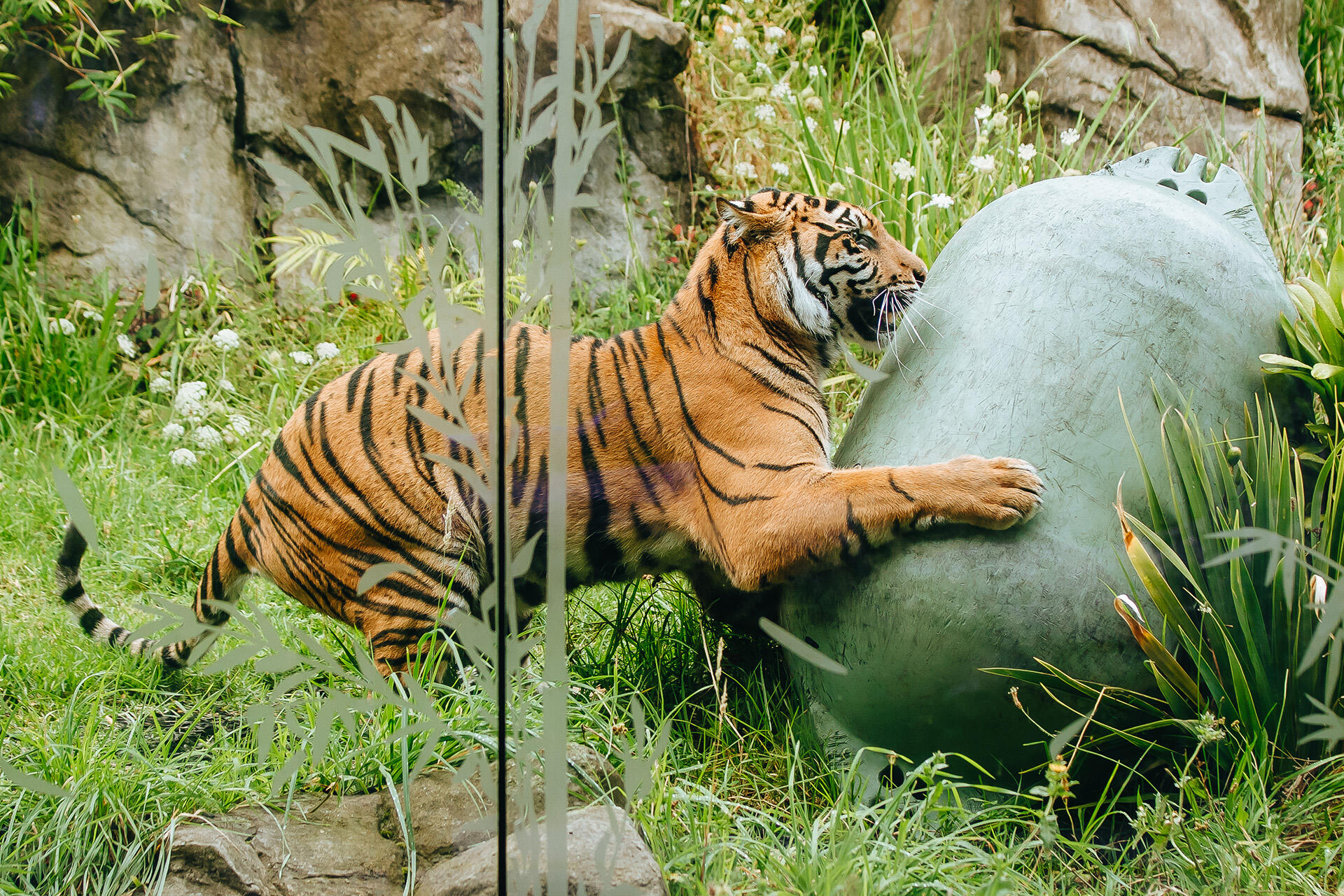 https://cdn.aucklandunlimited.com/zoo/assets/media/az-tigers-cahya-buoy-enrichment-020226-16.jpg