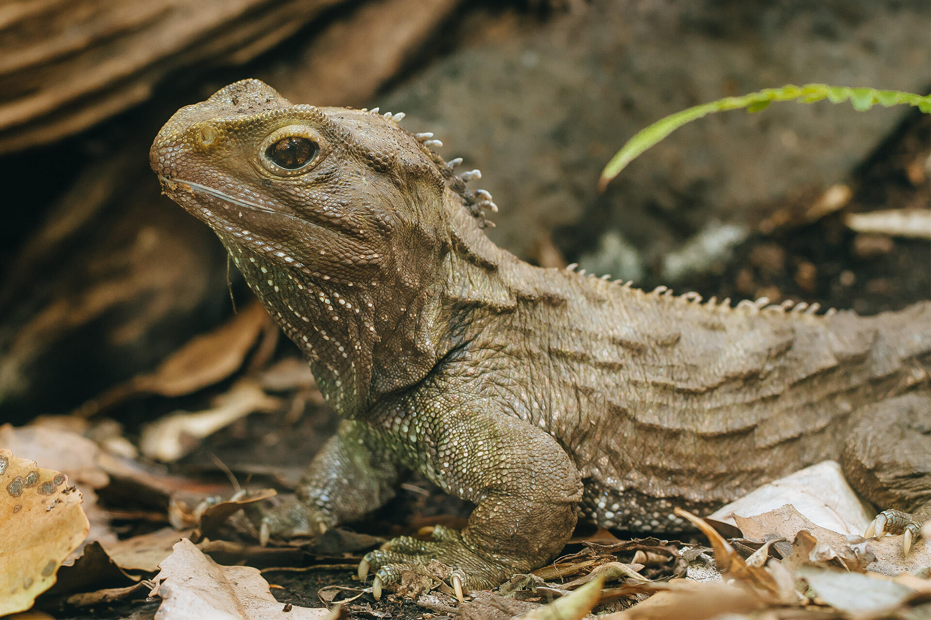 https://cdn.aucklandunlimited.com/zoo/assets/media/az-tuatara-female-121124-01.jpg