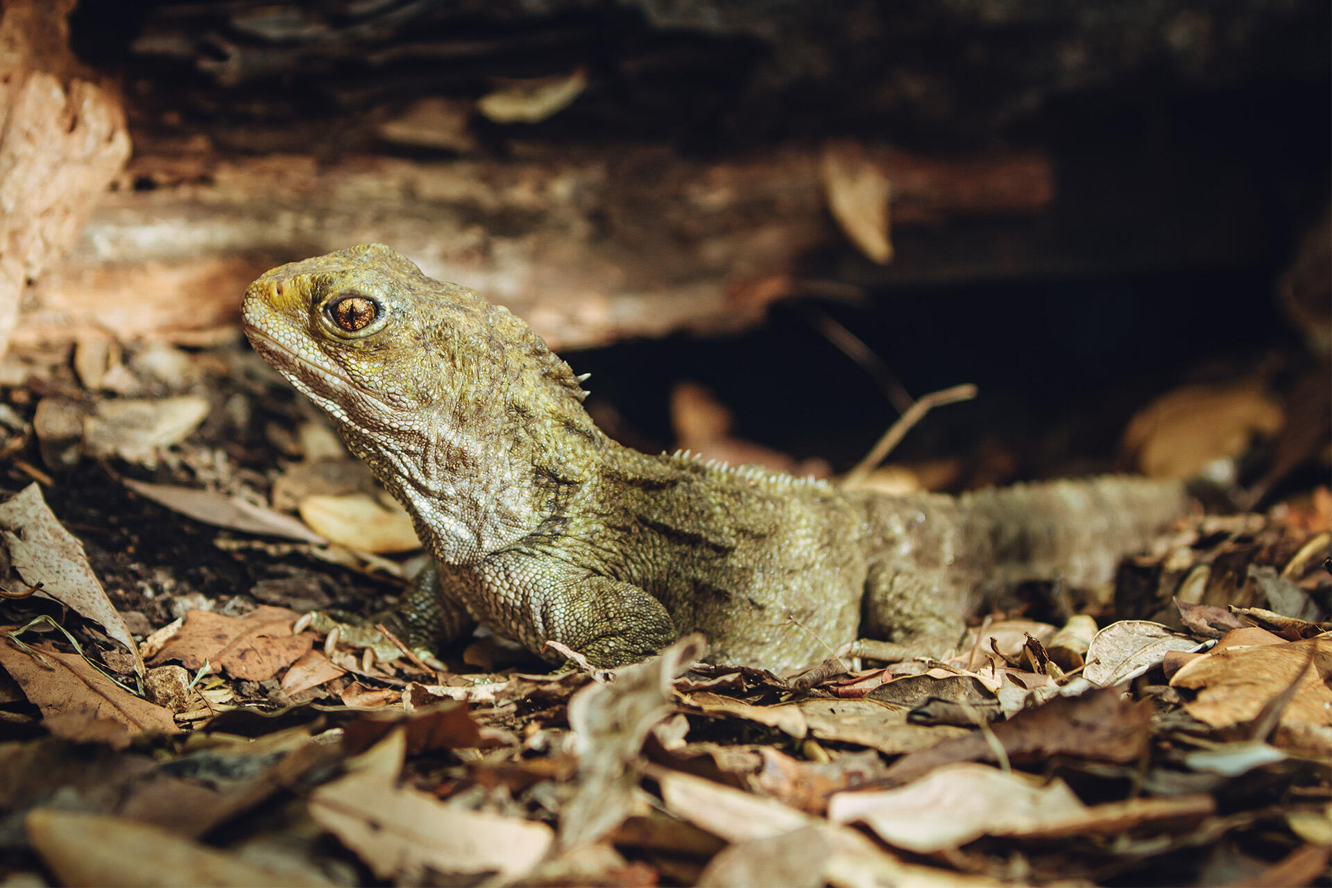 https://cdn.aucklandunlimited.com/zoo/assets/media/az-tuatara-male-female-in-habitat-130126-02.jpg