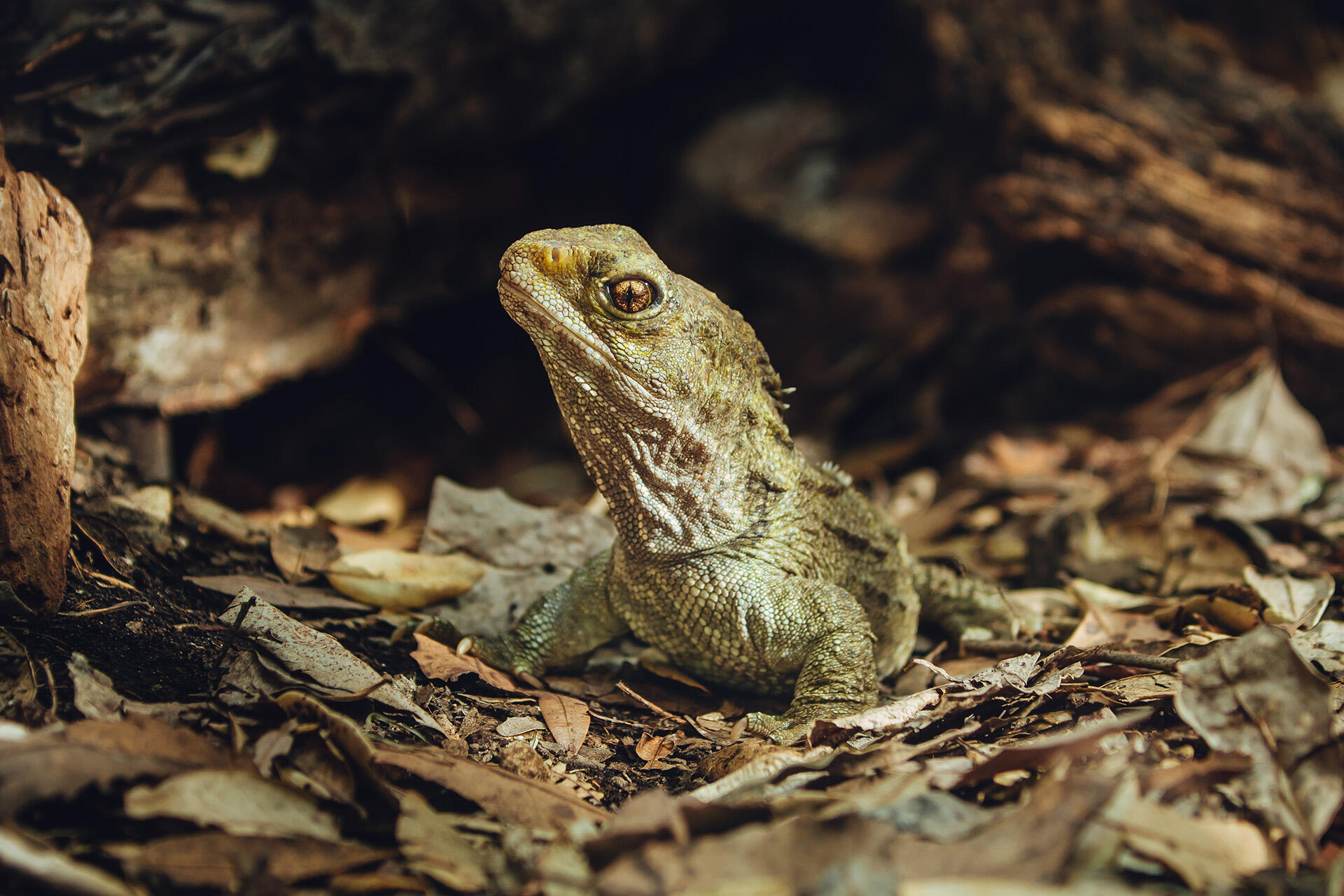 https://cdn.aucklandunlimited.com/zoo/assets/media/az-tuatara-male-female-in-habitat-130126-03.jpg