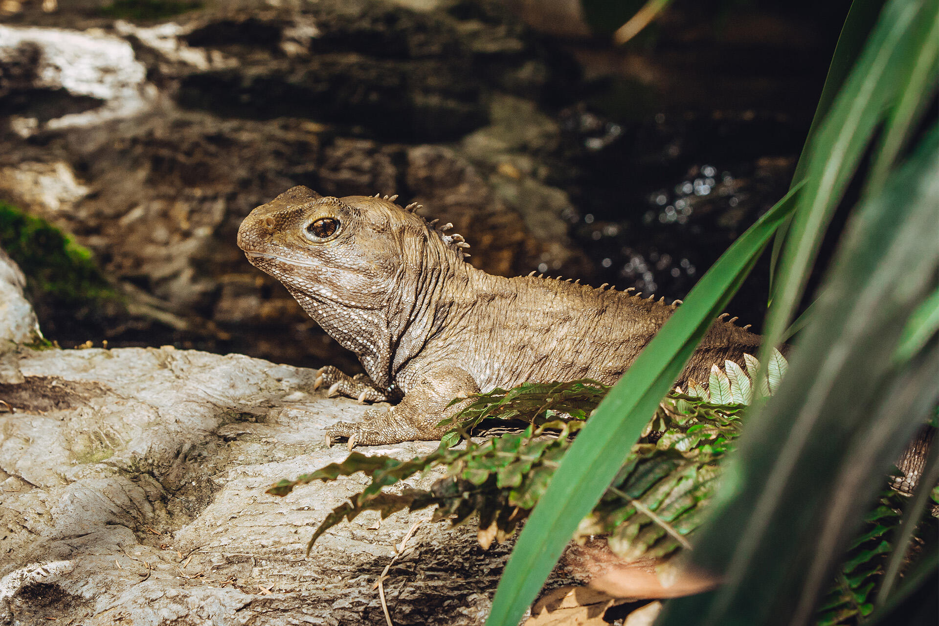 https://cdn.aucklandunlimited.com/zoo/assets/media/az-tuatara-male-female-in-habitat-130126-09.jpg