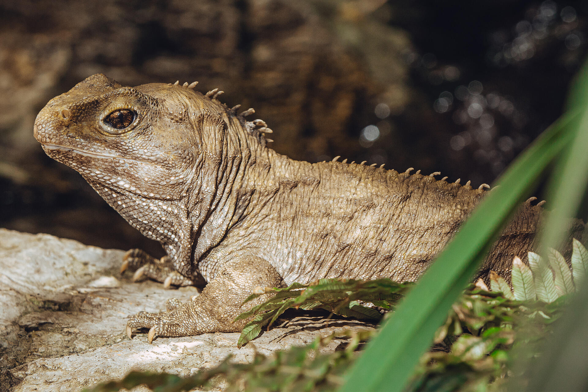 https://cdn.aucklandunlimited.com/zoo/assets/media/az-tuatara-male-female-in-habitat-130126-12.jpg