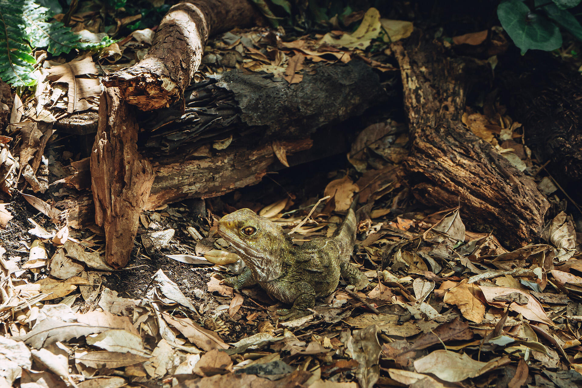 https://cdn.aucklandunlimited.com/zoo/assets/media/az-tuatara-male-female-in-habitat-130126-14.jpg