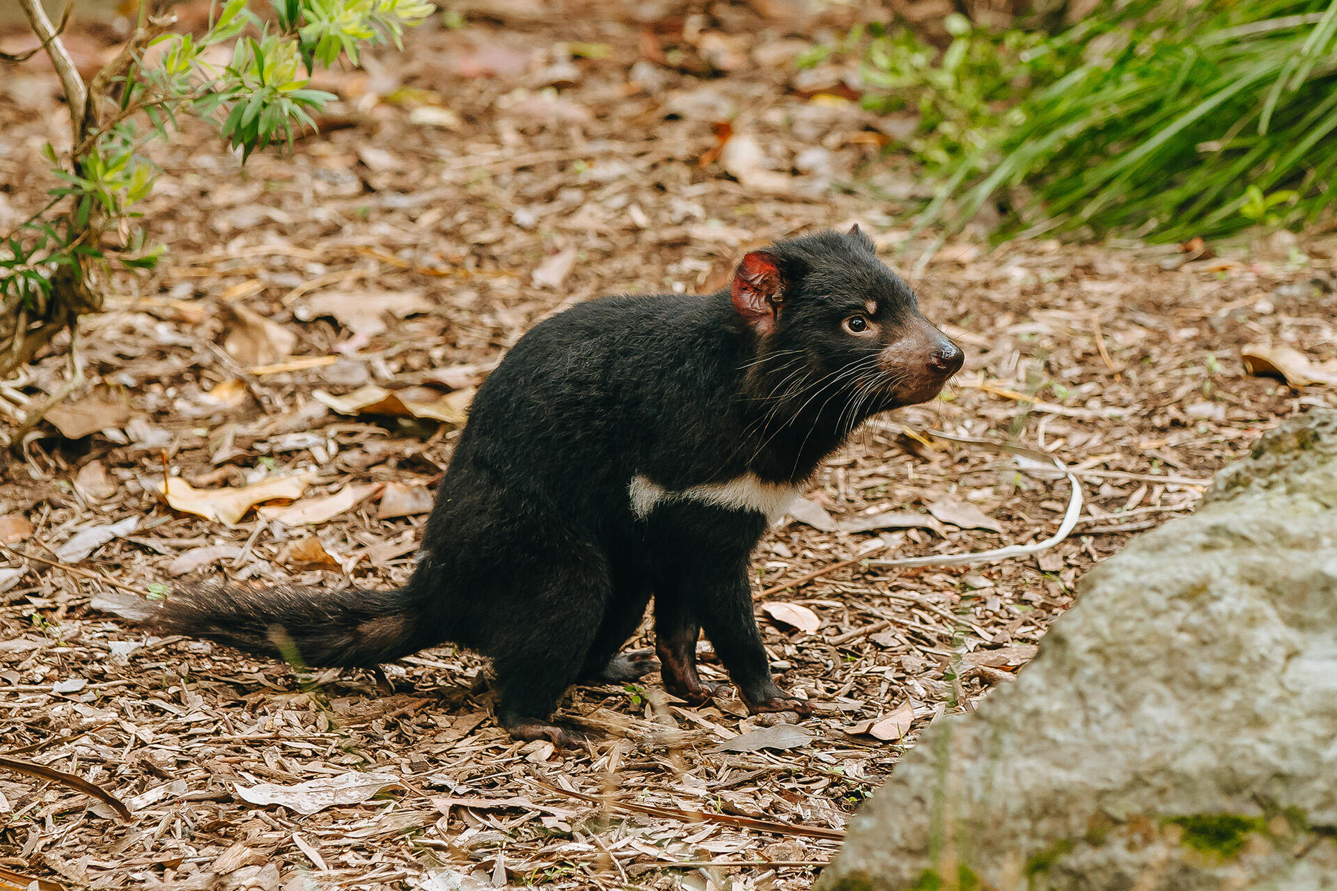 https://cdn.aucklandunlimited.com/zoo/assets/media/az-wiri-wayana-naming-171024-18.jpg