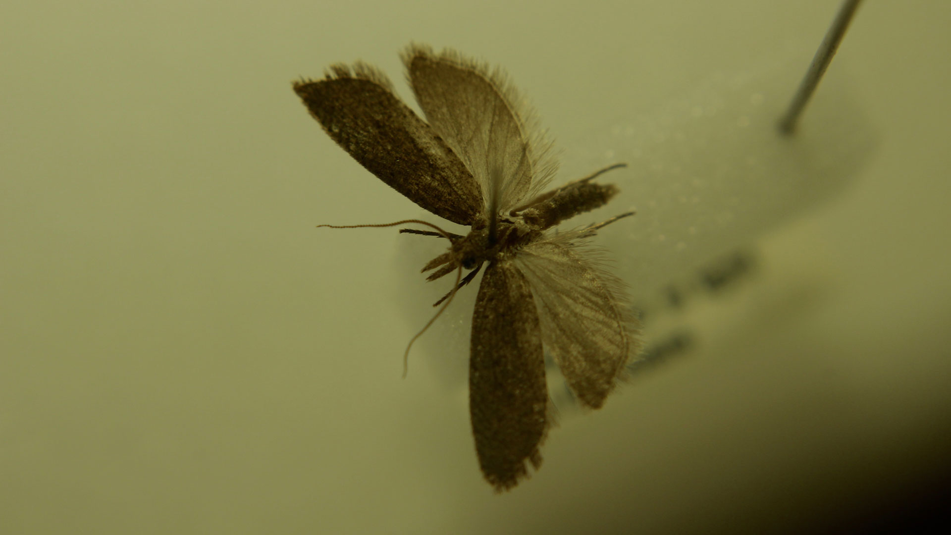 https://cdn.aucklandunlimited.com/zoo/assets/media/bactra-moth-invertebrate-blog-gallery-1.jpg