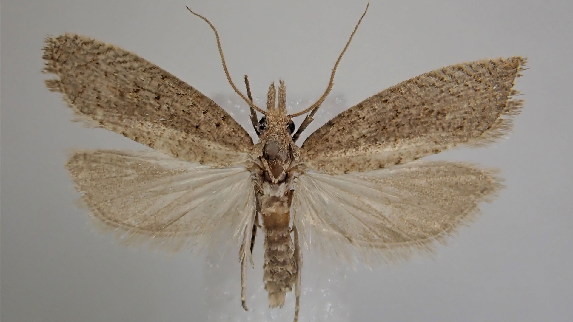 https://cdn.aucklandunlimited.com/zoo/assets/media/bactra-moth-invertebrate-blog-gallery-12.jpg