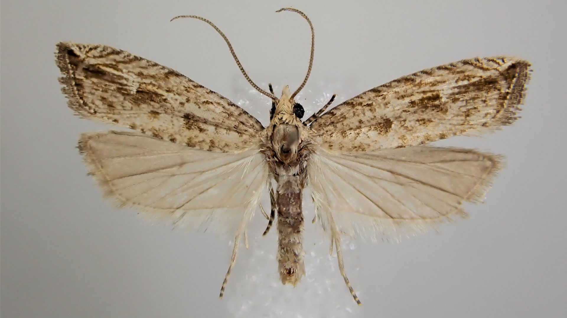 https://cdn.aucklandunlimited.com/zoo/assets/media/bactra-moth-invertebrate-blog-gallery-13.jpg
