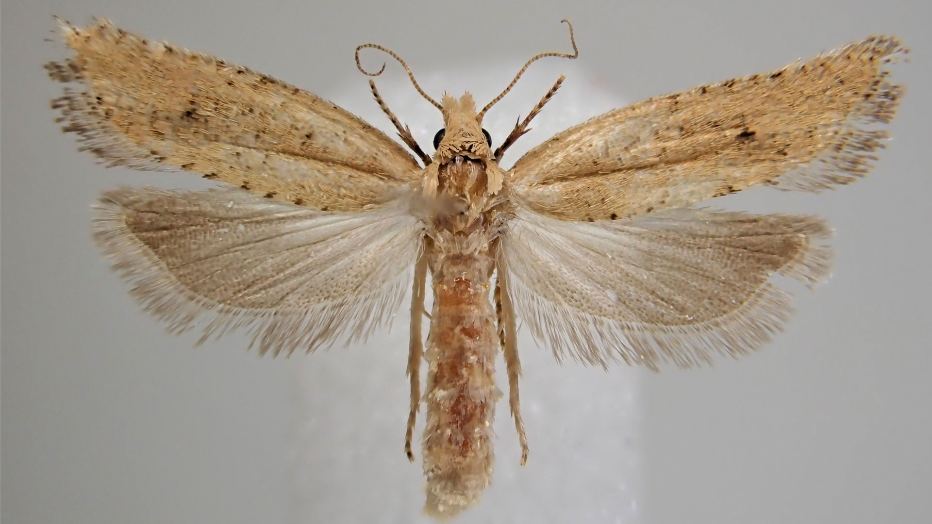 https://cdn.aucklandunlimited.com/zoo/assets/media/bactra-moth-invertebrate-blog-gallery-14.jpg