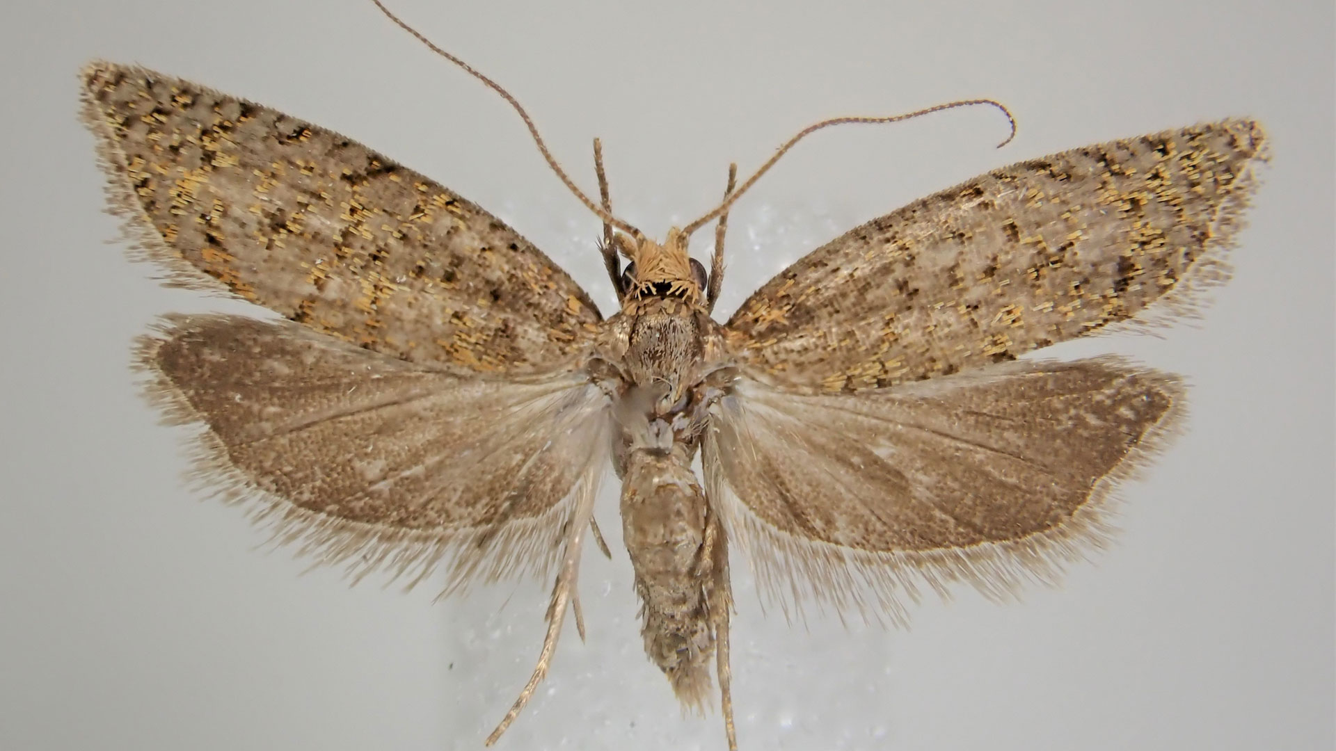 https://cdn.aucklandunlimited.com/zoo/assets/media/bactra-moth-invertebrate-blog-gallery-15.jpg