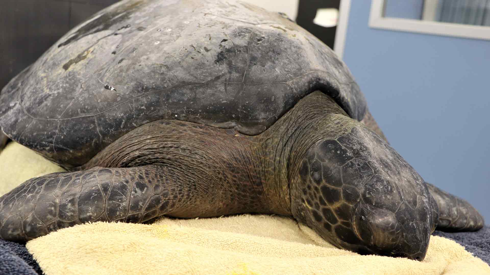 https://cdn.aucklandunlimited.com/zoo/assets/media/black-sea-turtle-gallery-3.jpg
