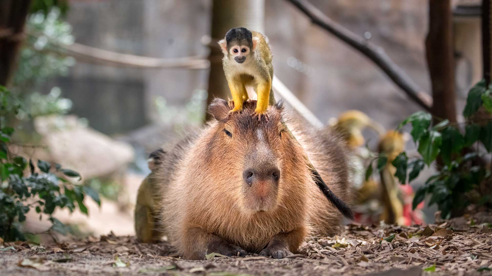 https://cdn.aucklandunlimited.com/zoo/assets/media/capybara-gallery-1.jpg