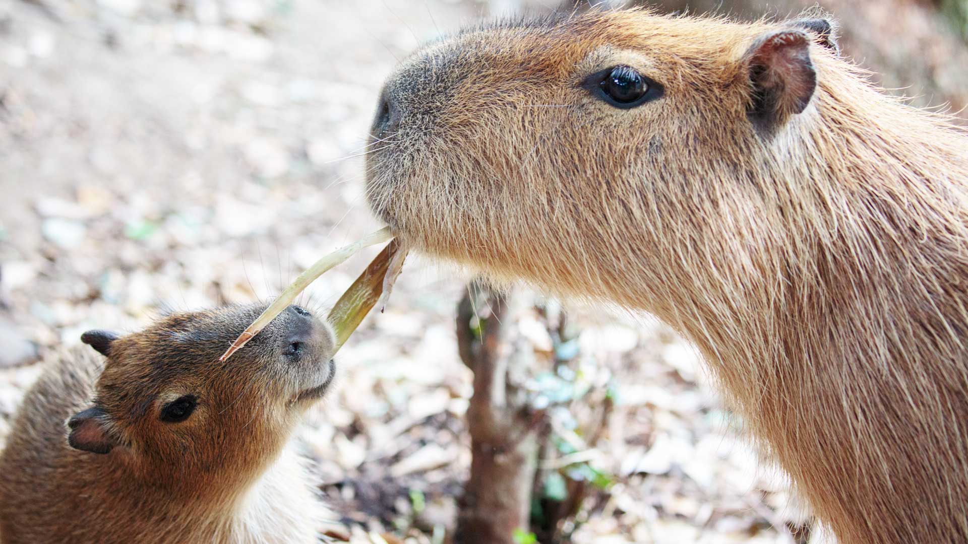 https://cdn.aucklandunlimited.com/zoo/assets/media/capybara-gallery-2.jpg