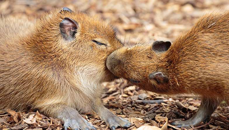 https://cdn.aucklandunlimited.com/zoo/assets/media/capybara-pups-valentines-rectangle.jpg