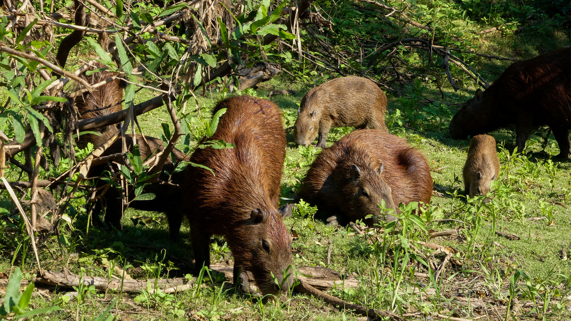https://cdn.aucklandunlimited.com/zoo/assets/media/capybara-sachin-story-gallery-15.jpg
