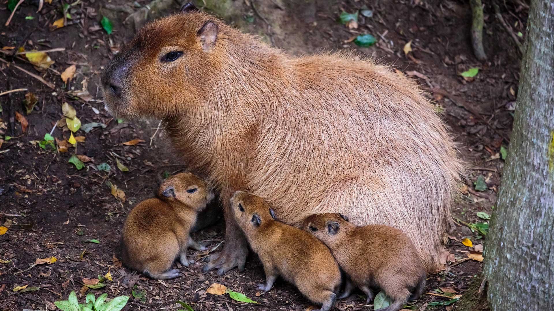 https://cdn.aucklandunlimited.com/zoo/assets/media/capybara-with-pups-gallery-1.jpg