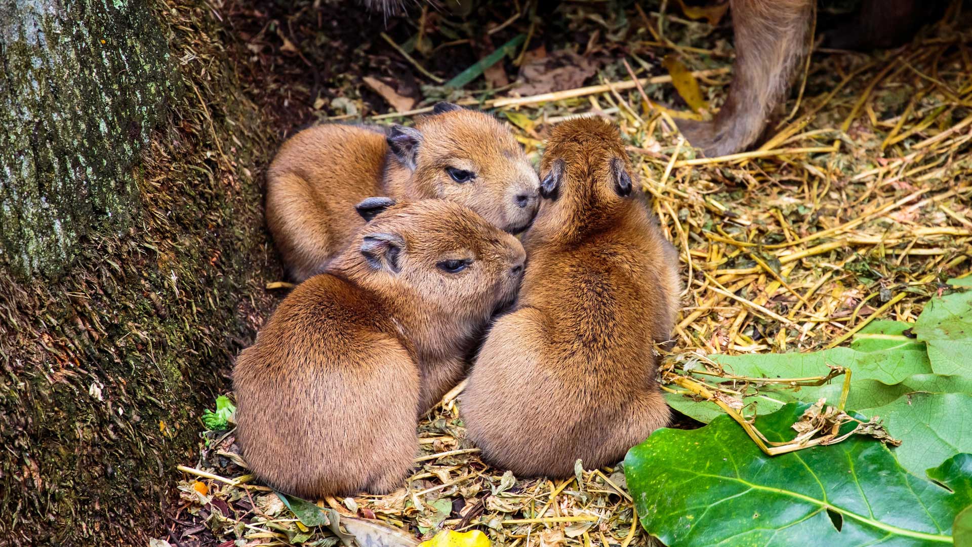 https://cdn.aucklandunlimited.com/zoo/assets/media/capybara-with-pups-gallery-2.jpg